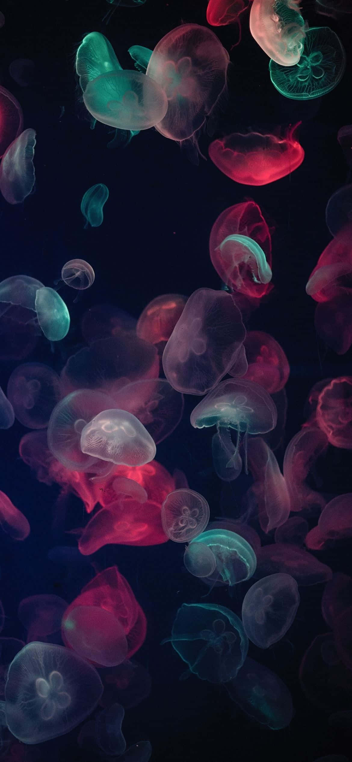 1170x2532 Resoluutio Moniväriset Meduusat Taustakuvat