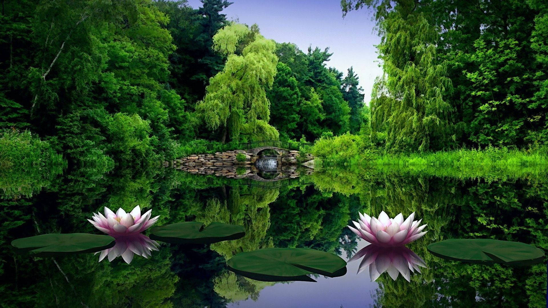 1920x1080 Full HD Luonto Lumpeenkukka Taustakuvat
