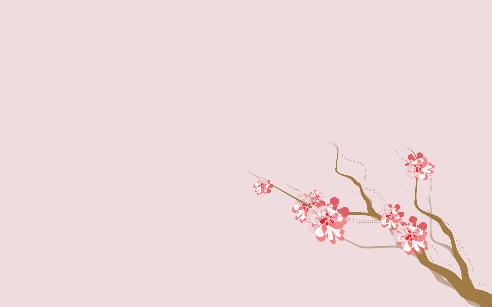 4K Luonto Sakura Kukat Taustakuvat