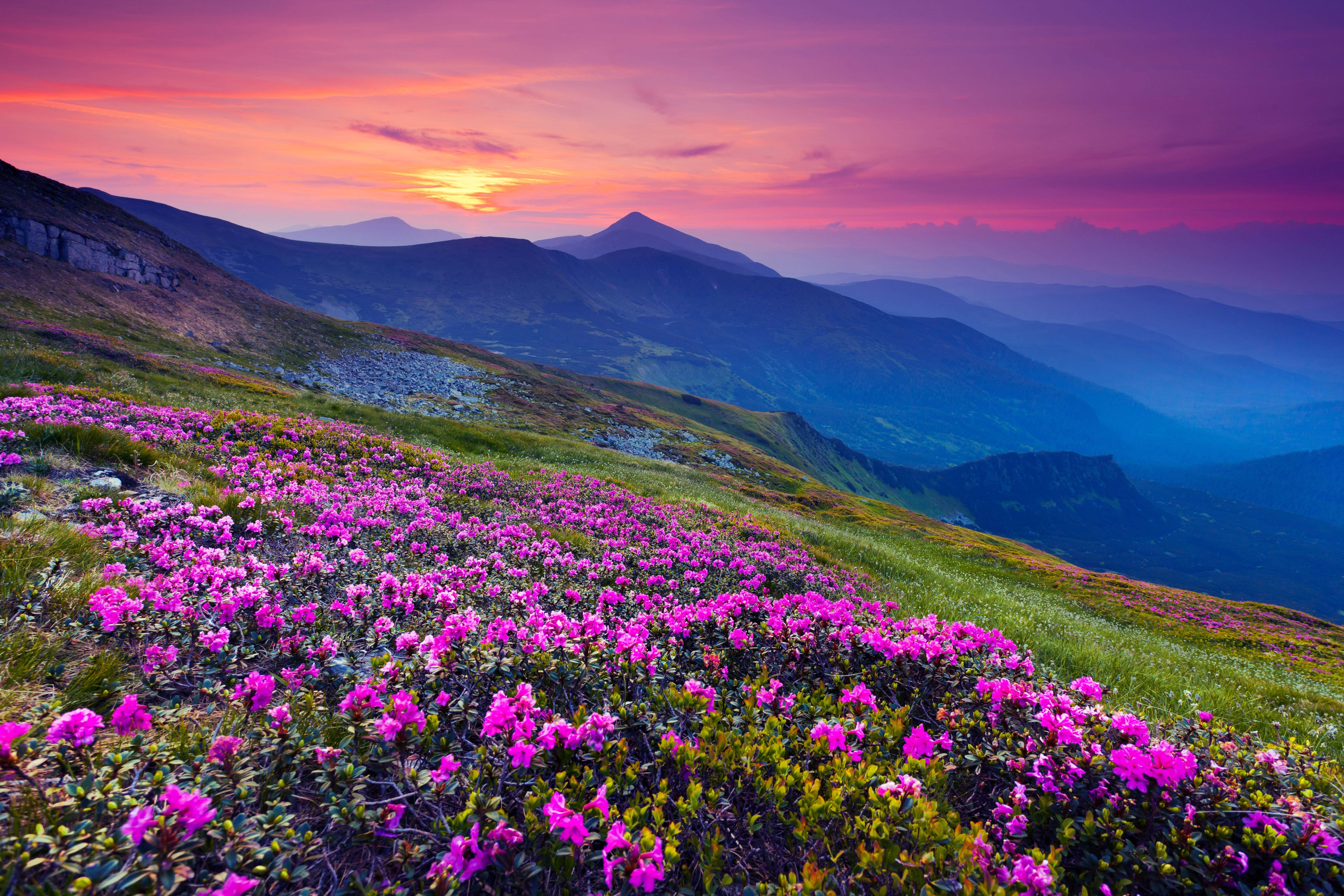 4K Maisema Violetti Auringonlasku Kukka Taustakuvat