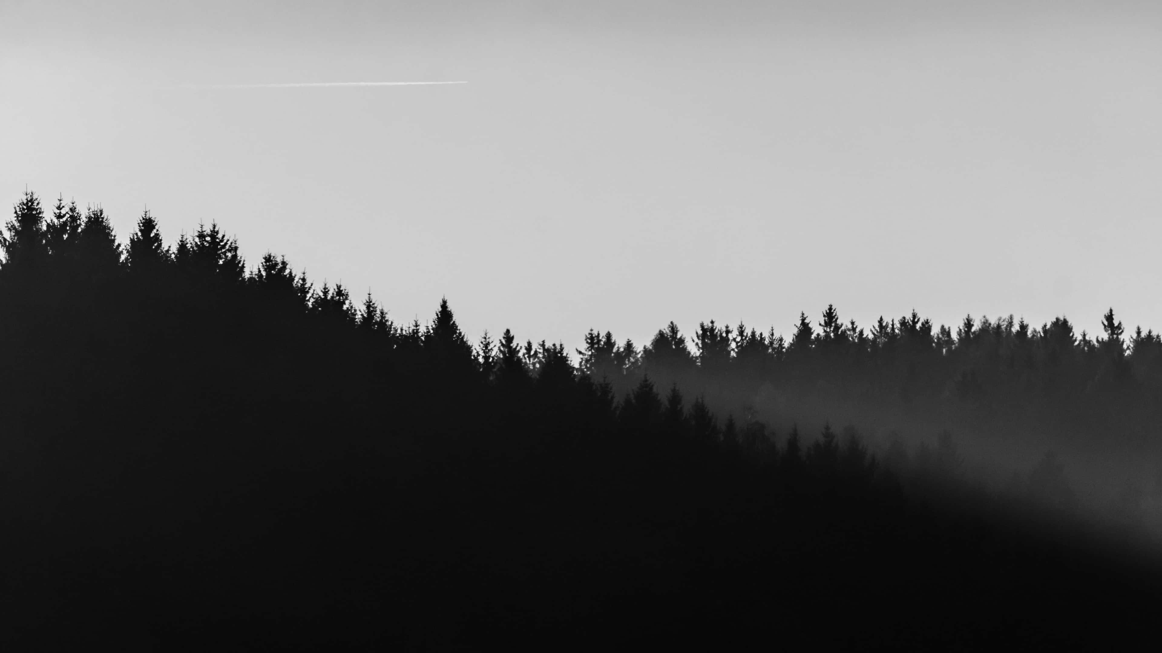 4K Minimalistinen Mustavalkoinen Metsä Taustakuvat