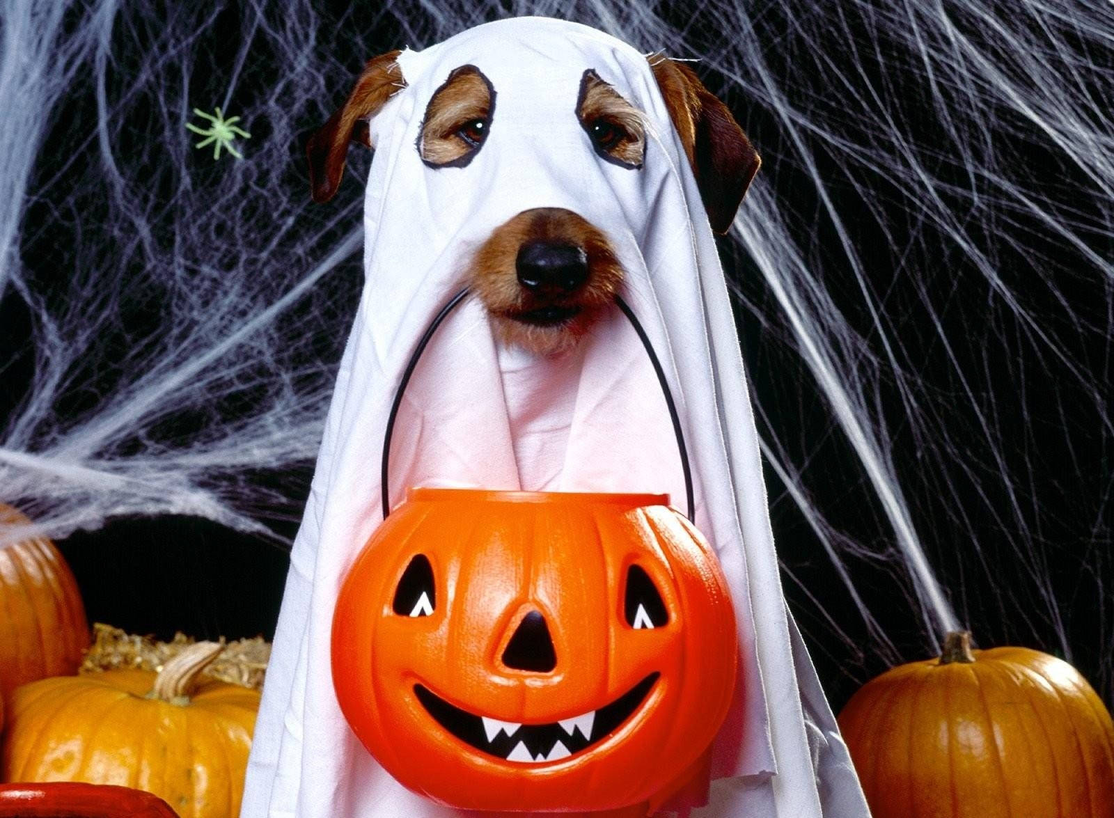 Söpö koira Halloween-kummituspuvussa kantaen kurpitsakoria -taustakuva.