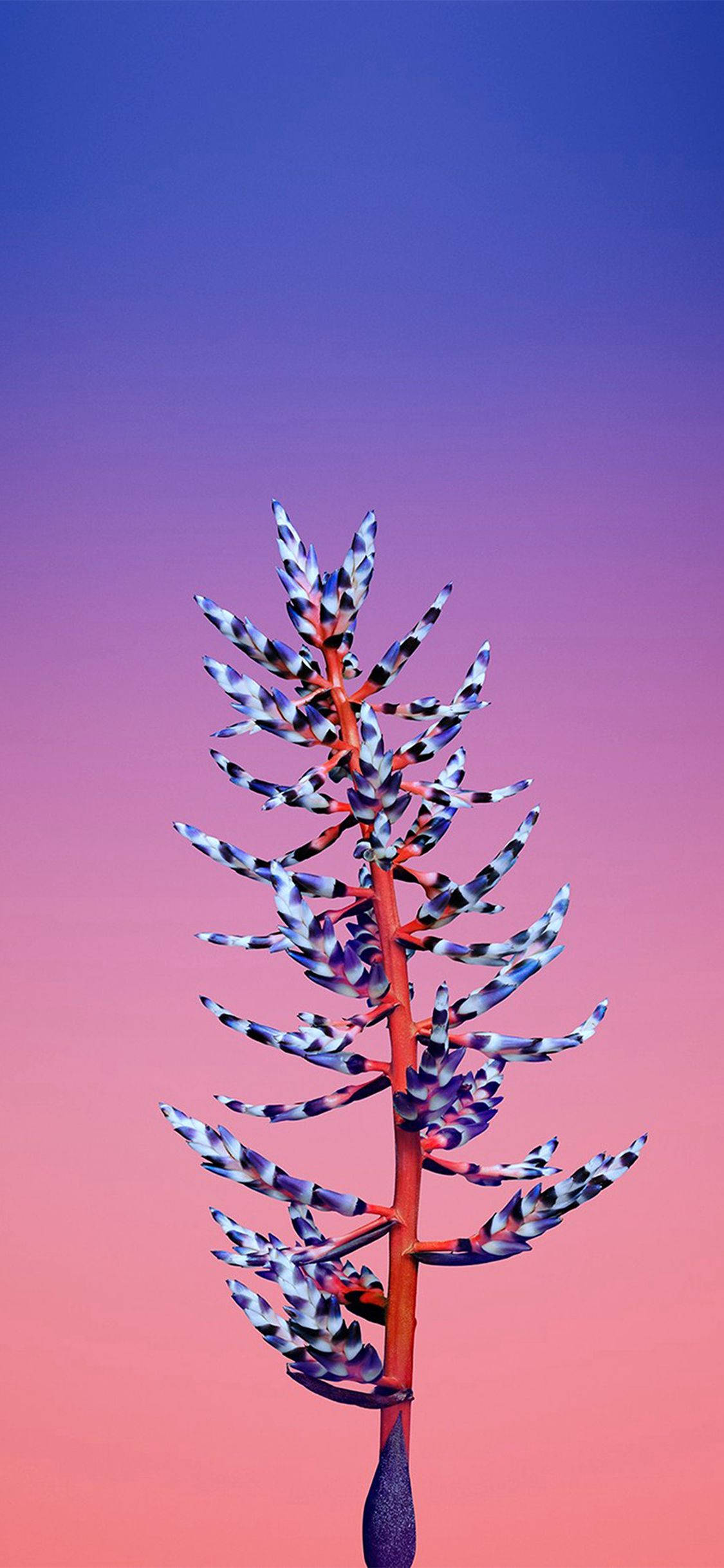 Aechmea Kukka Apple Taustakuvat