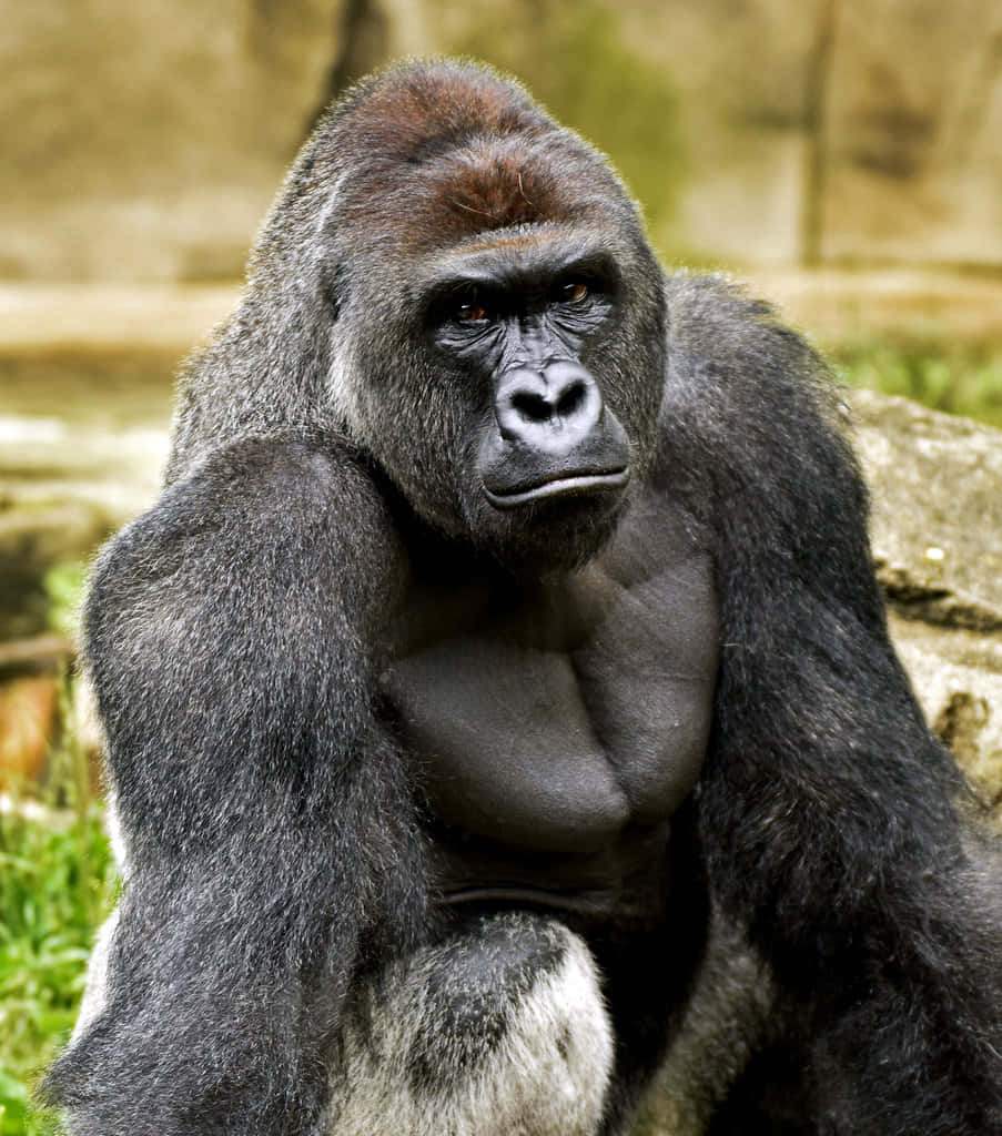 Aikuinen gorilla luonnollisessa elinympäristössään Taustakuvat