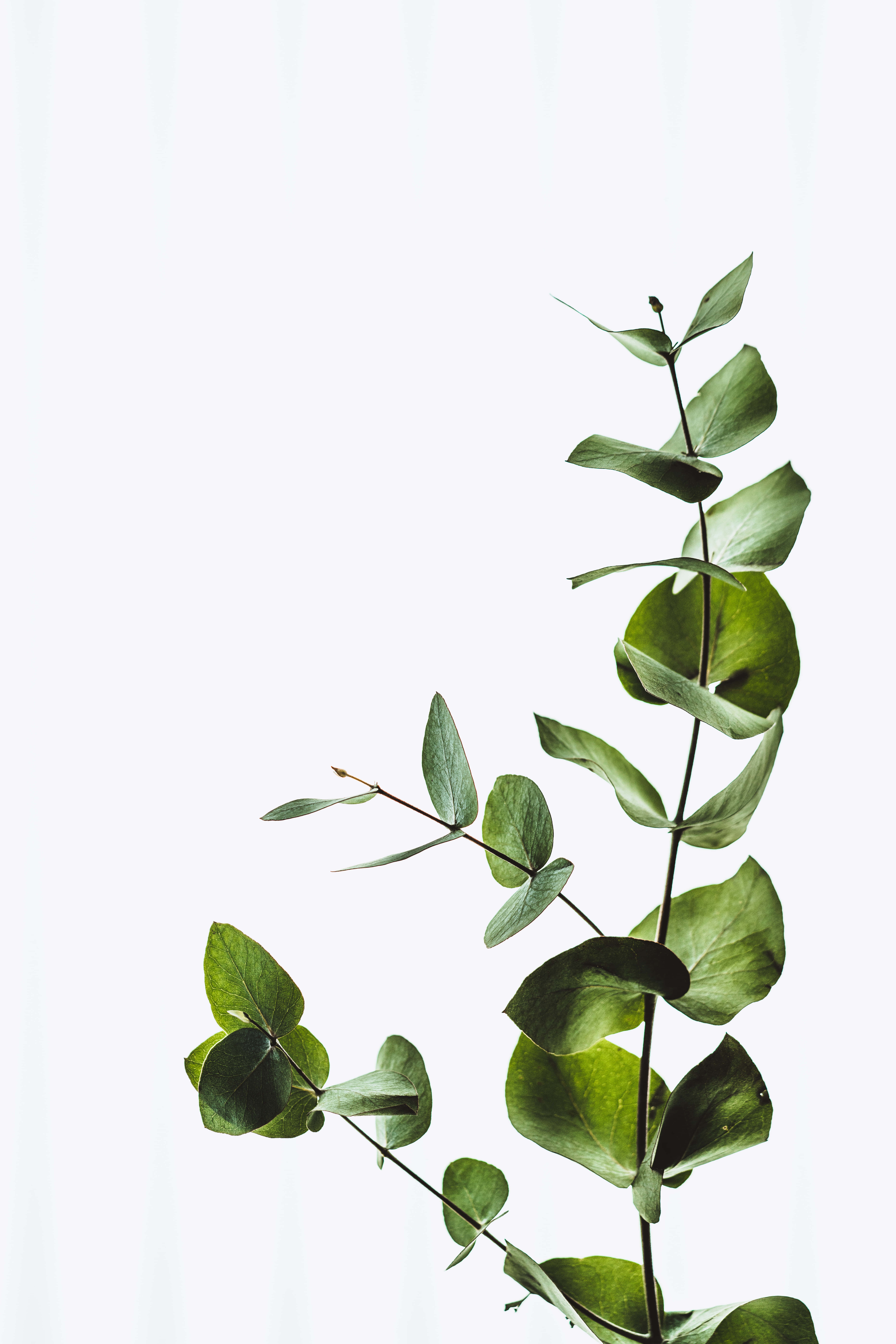 Allowing Nature to Source a Fresh Start Taustakuvat