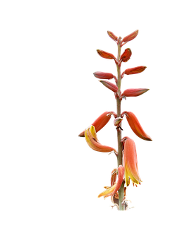 Aloe Vera -kukinnon varsi Taustakuvat