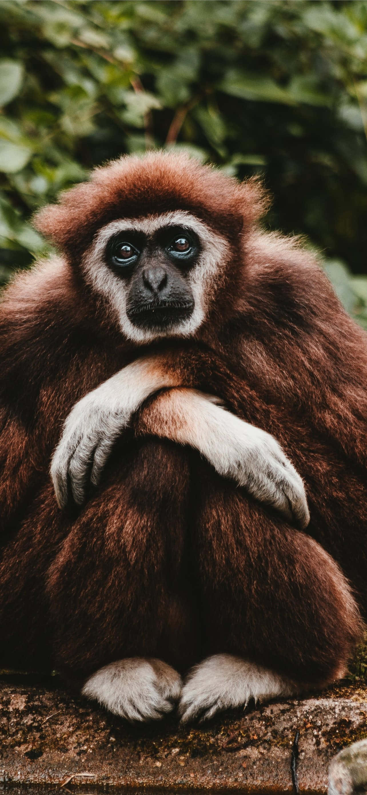 Android Gibbon vie sinut mobiiliteknologian tulevaisuuteen Taustakuvat