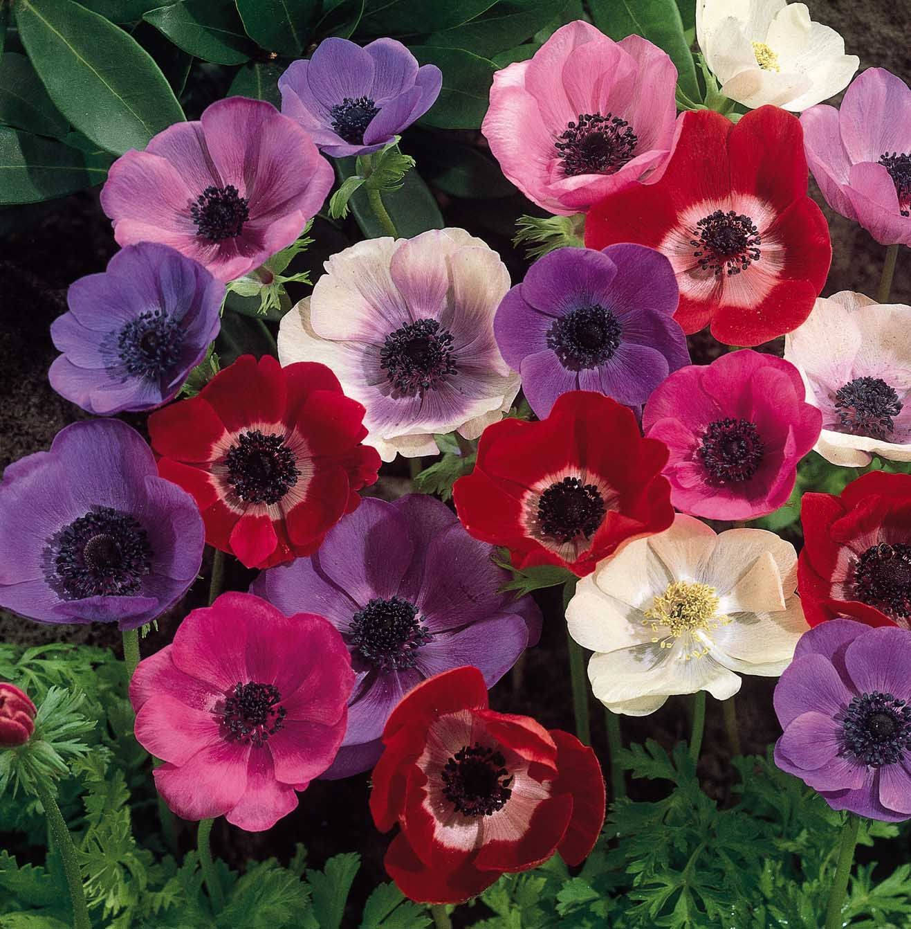 Anemone Kukat Kukassa Taustakuvat