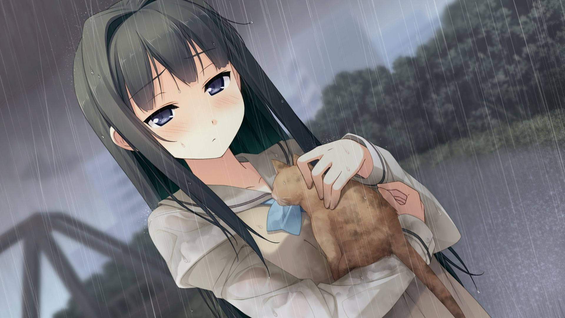 Anime tyttö pitää kissaa yöllä Taustakuvat