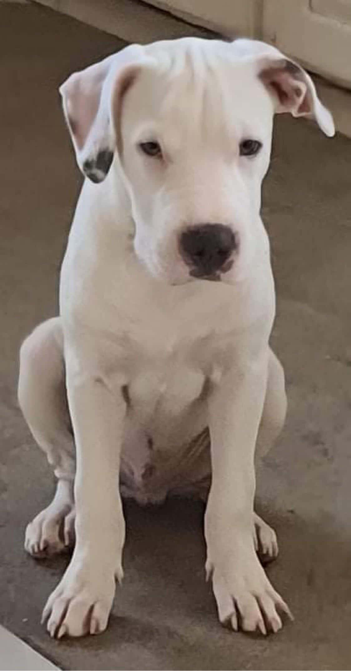 Arvokas dogo argentino poseeraa kauniisti valokuvassa Taustakuvat
