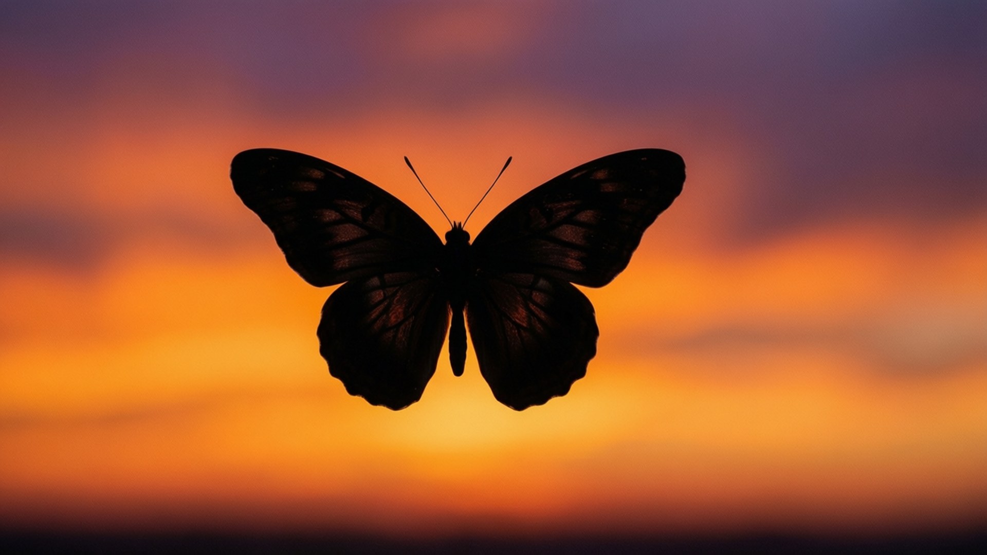 Auringonlaskun siluetti Taustakuvat