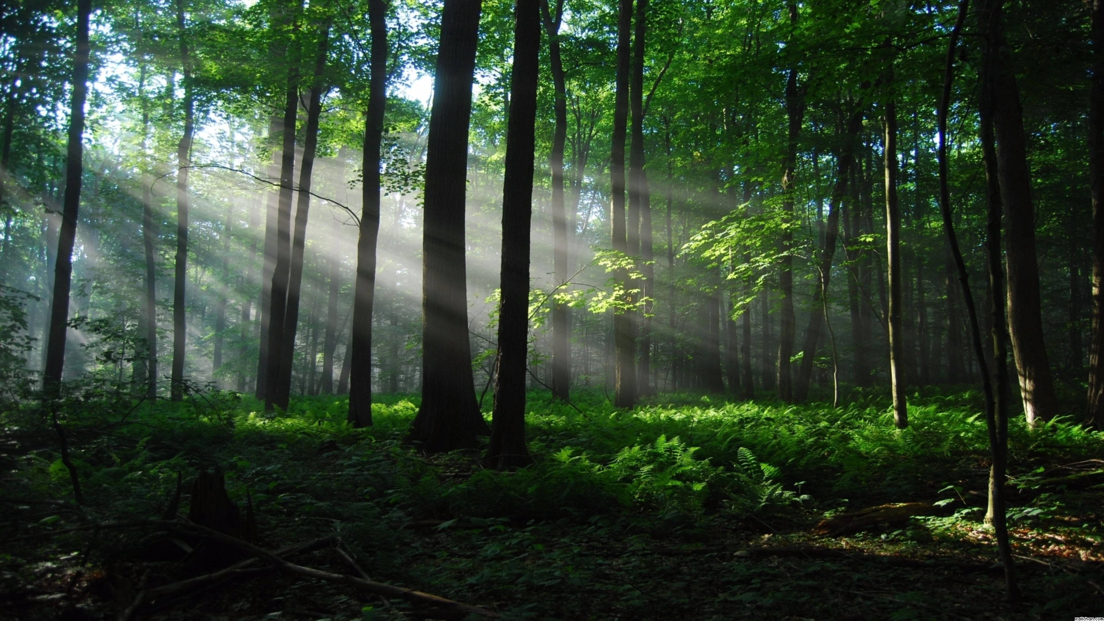 Aurinkoinen metsätausta Taustakuvat