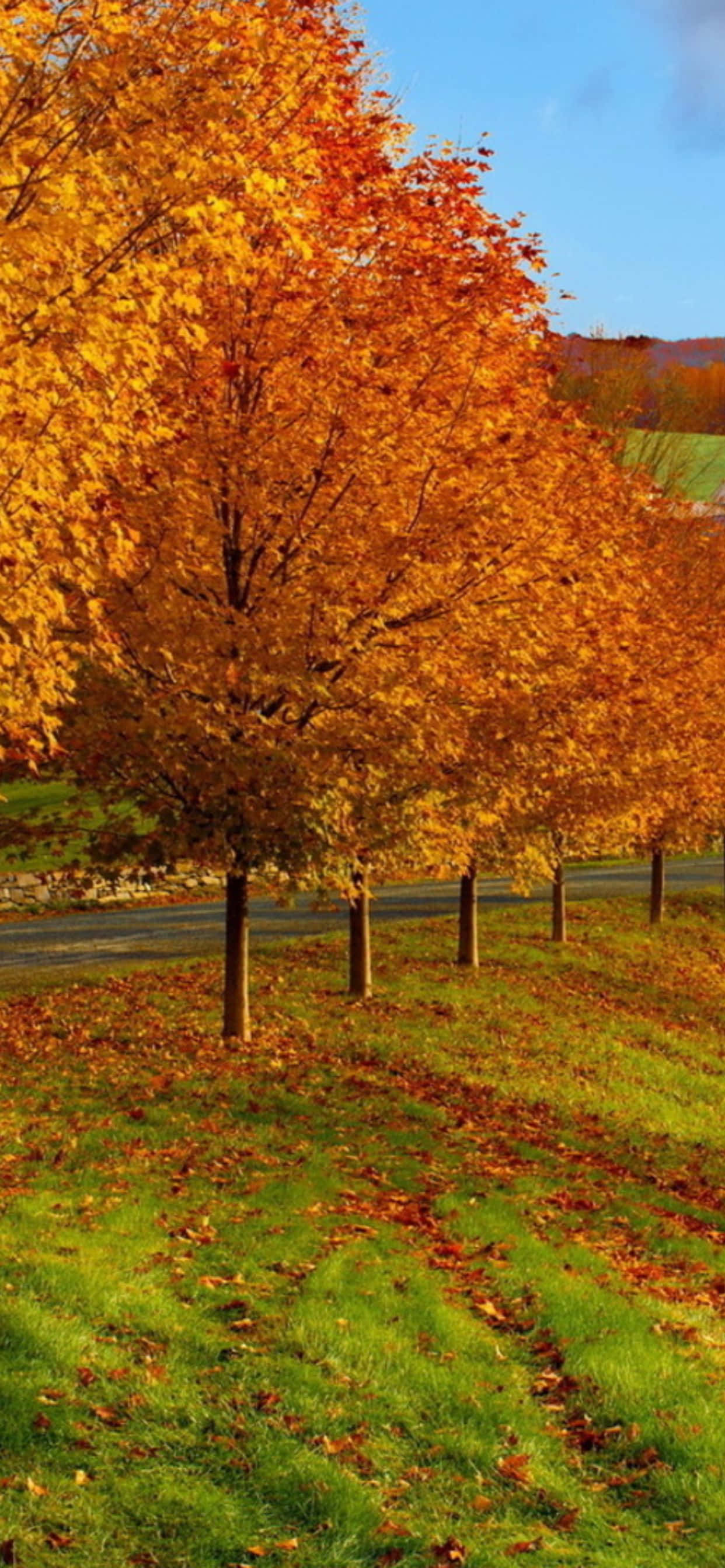 autumn trees in the field Taustakuvat