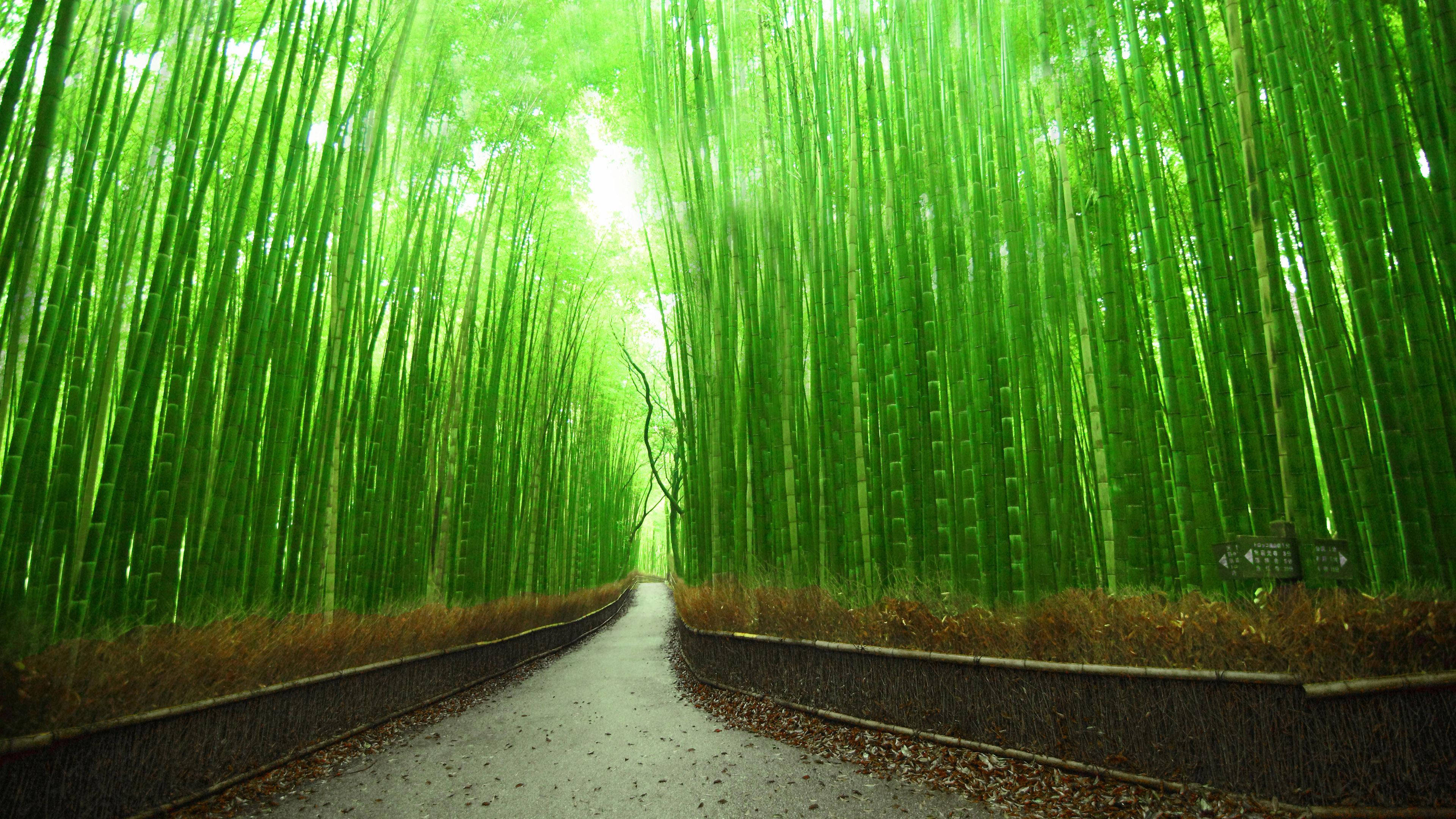 Bambu 4K polku Kioto Japani Taustakuvat