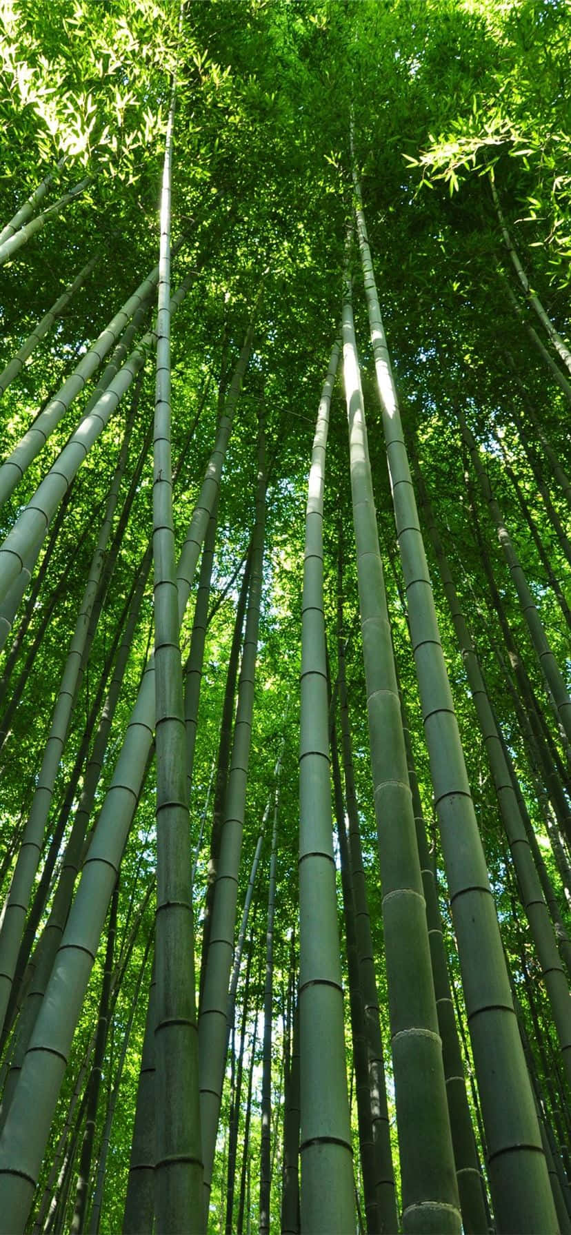 bambumetsä taustakuva - bambumetsä taustakuva Taustakuvat