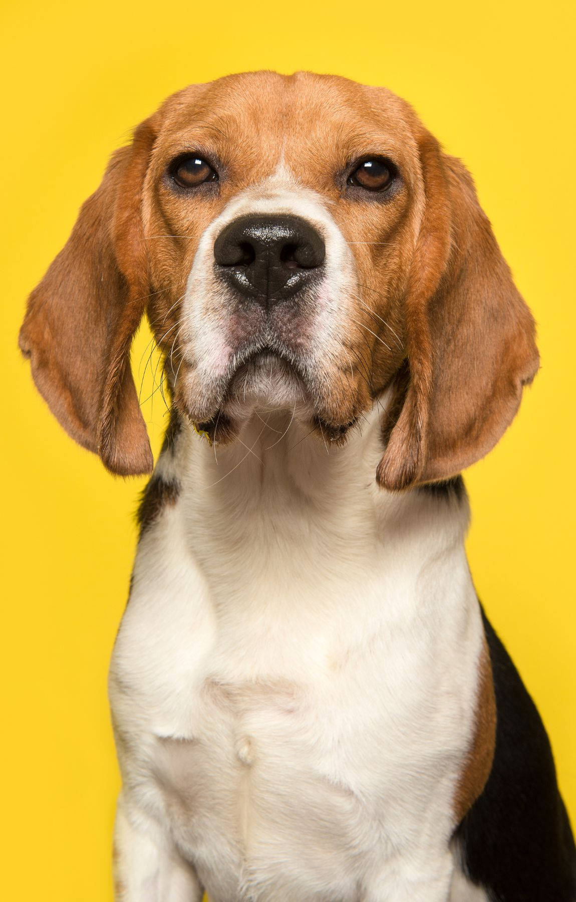 Beagle koira keltaisella taustalla Taustakuvat