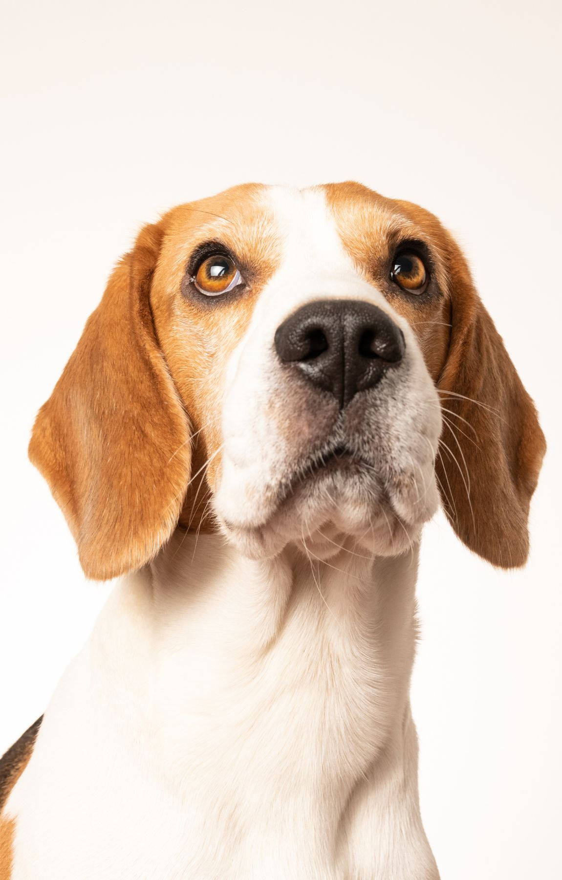 Beagle koira leuka ylhäällä Taustakuvat