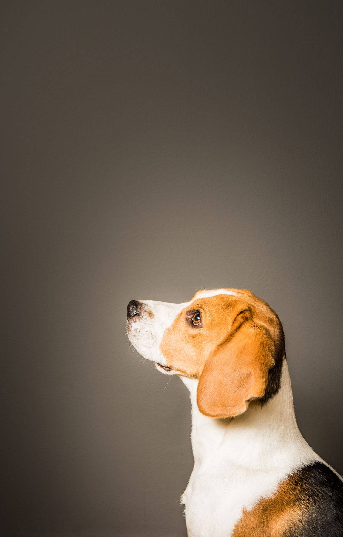 Beagle-koira sivulta kuvattuna Taustakuvat