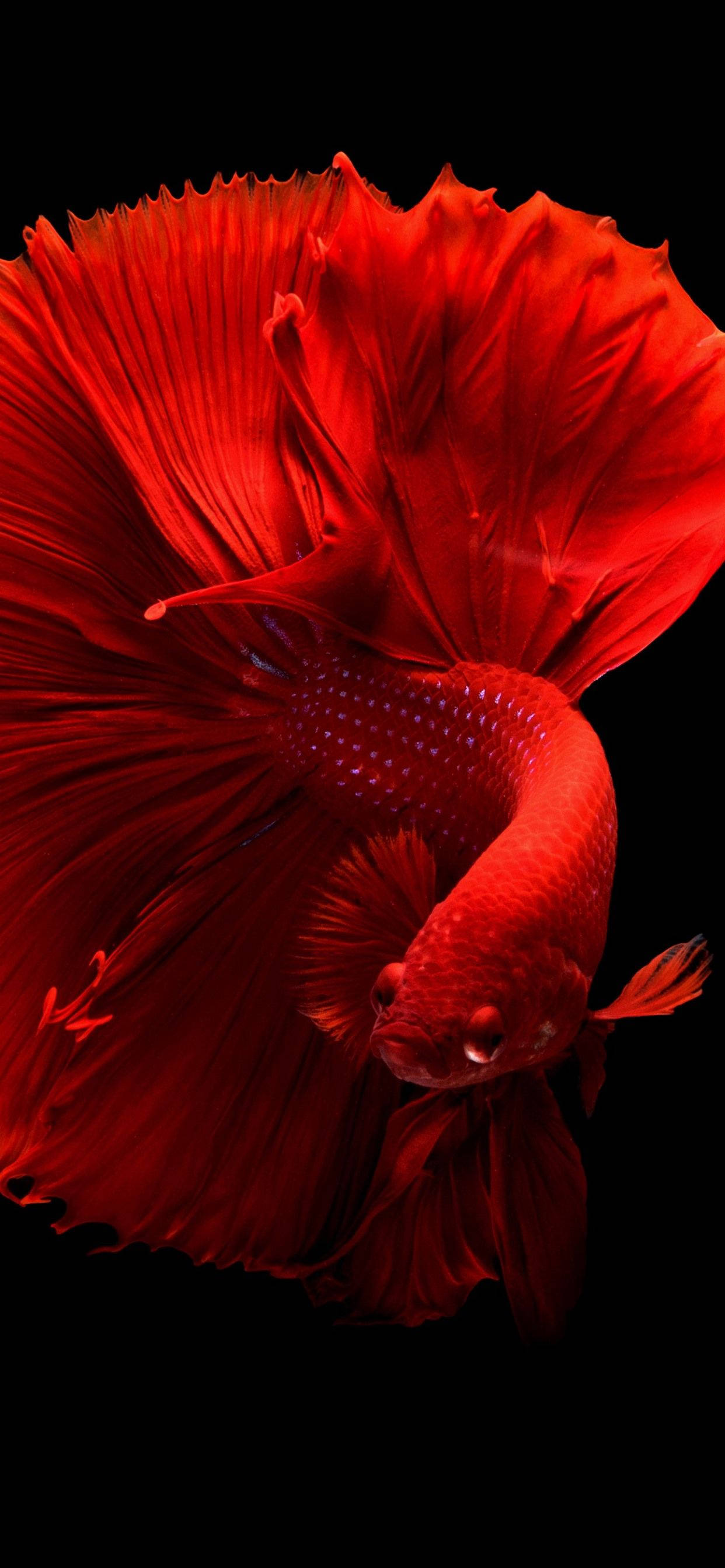 Betta-kala iPhone 11 Pro Max Taustakuvat