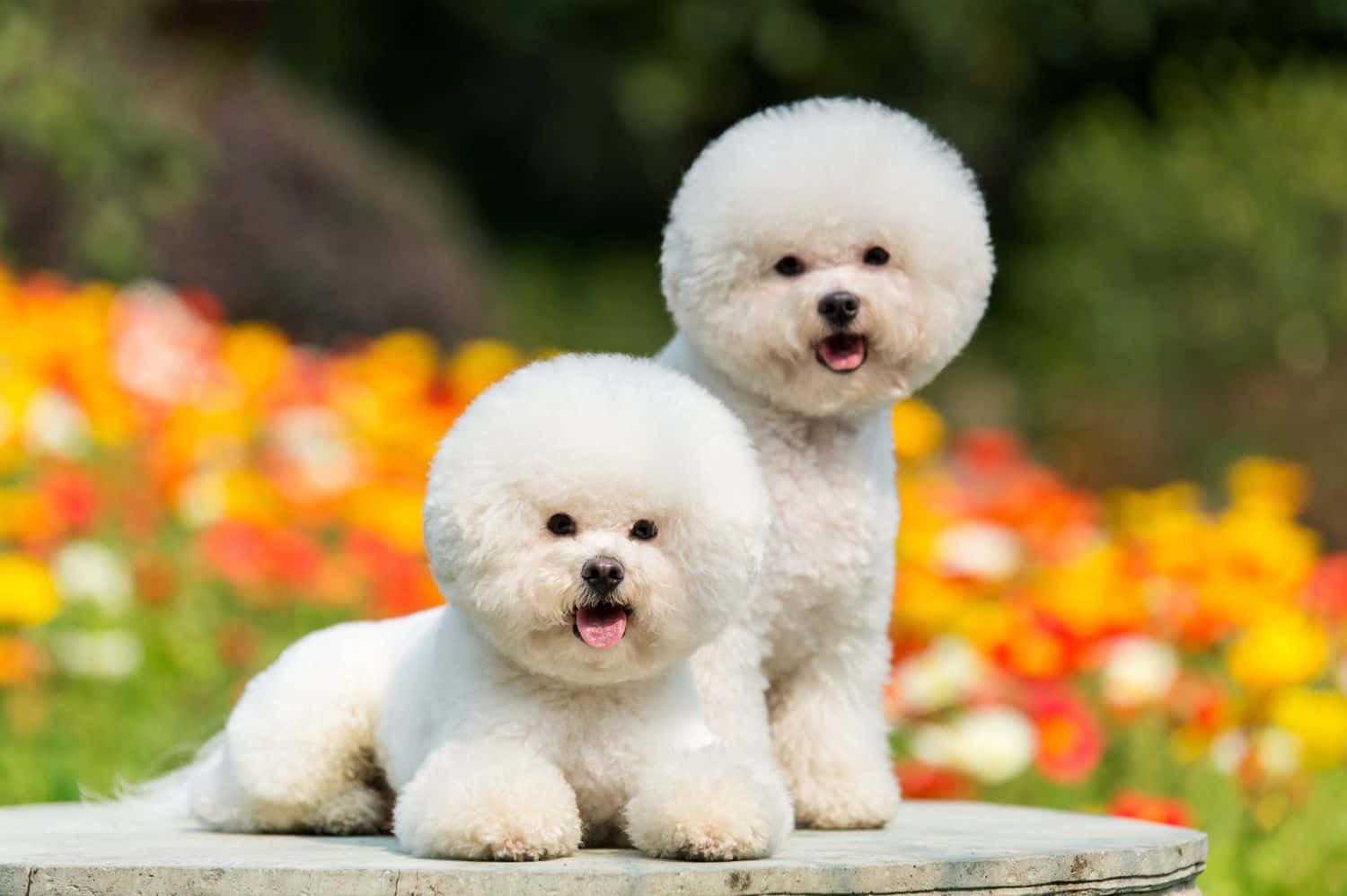 Bichon Frise pieniä koiria kuva Taustakuvat