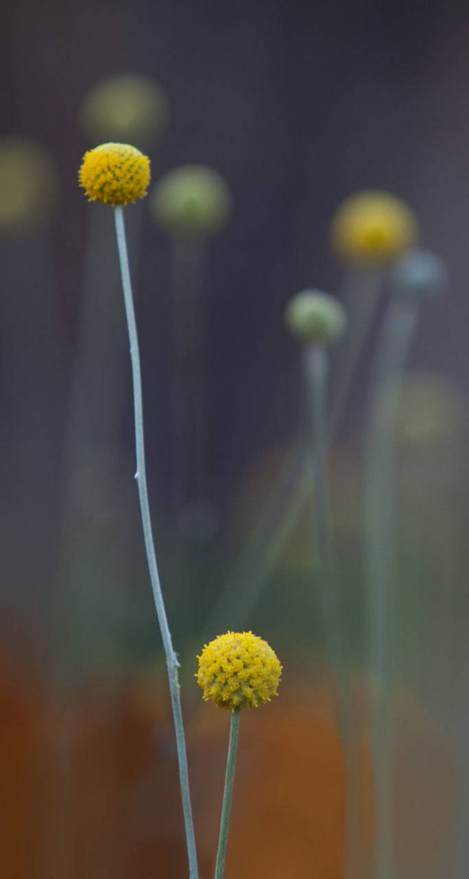 Billy Buttons Alkuperäinen iPhone 7 Taustakuvat
