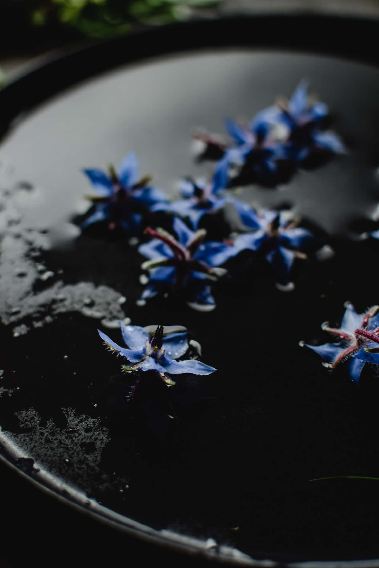 Borage-siniset kukat puhelin Taustakuvat