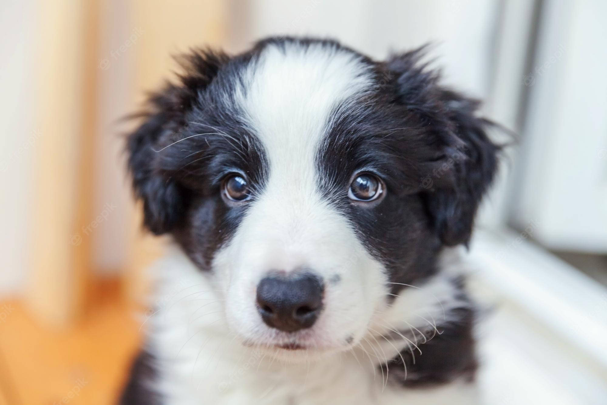 Border Collie -pennun katse Taustakuvat