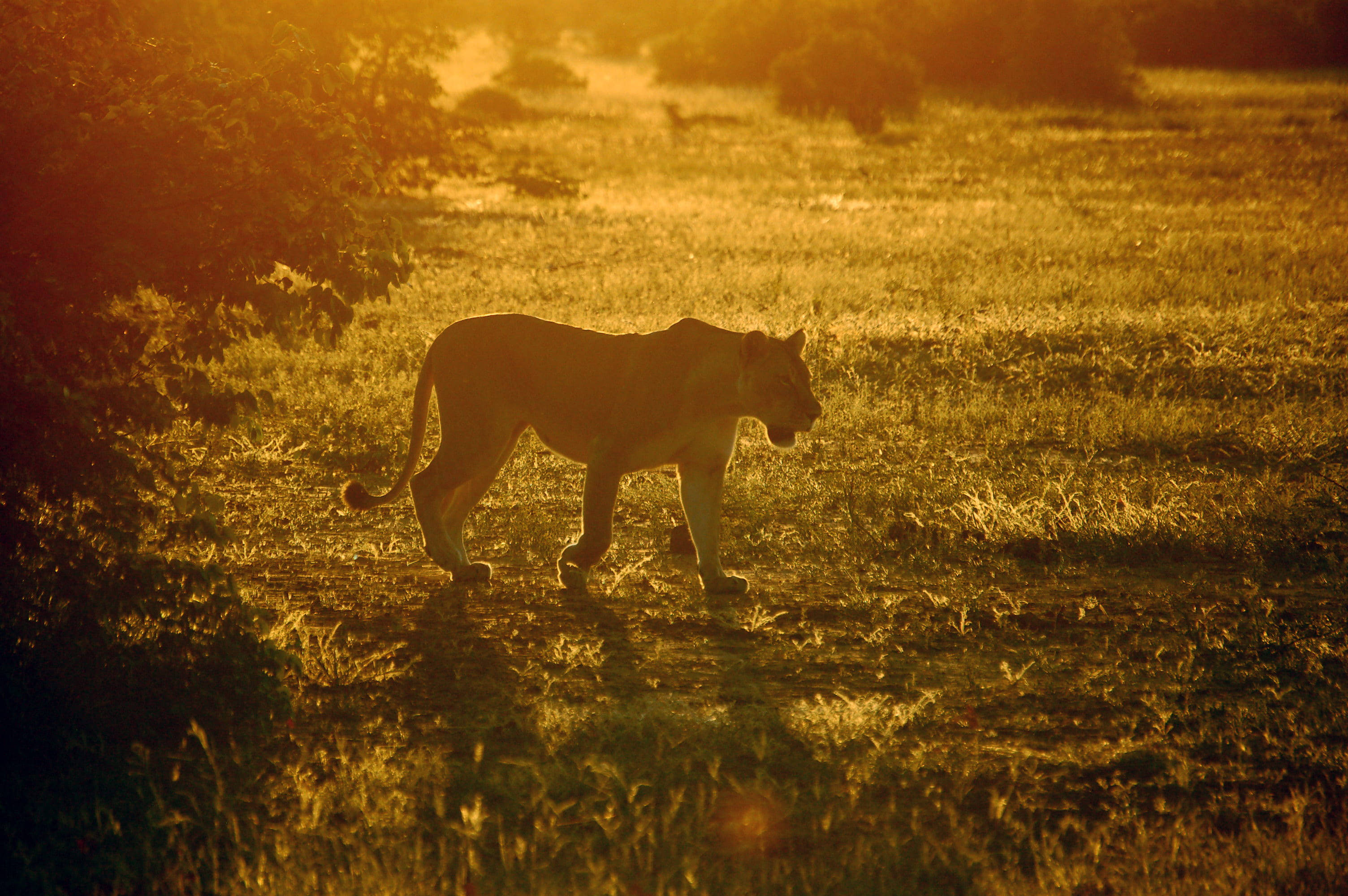 Botswanan auringonvalo naarasleijona Taustakuvat