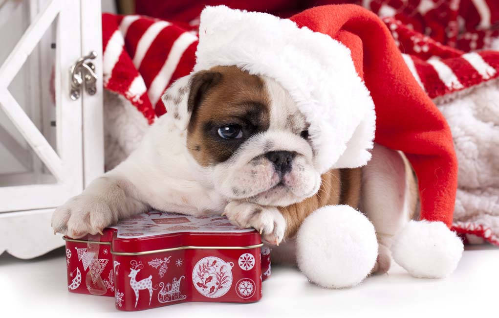 Bulldoginpentu Joululahja Taustakuvat