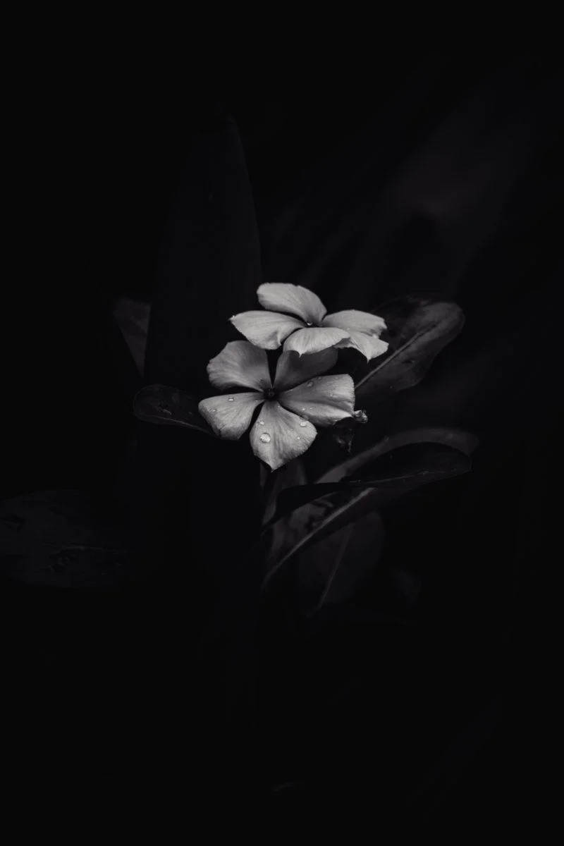 BW Frangipani iPhone Tumma Taustakuvat