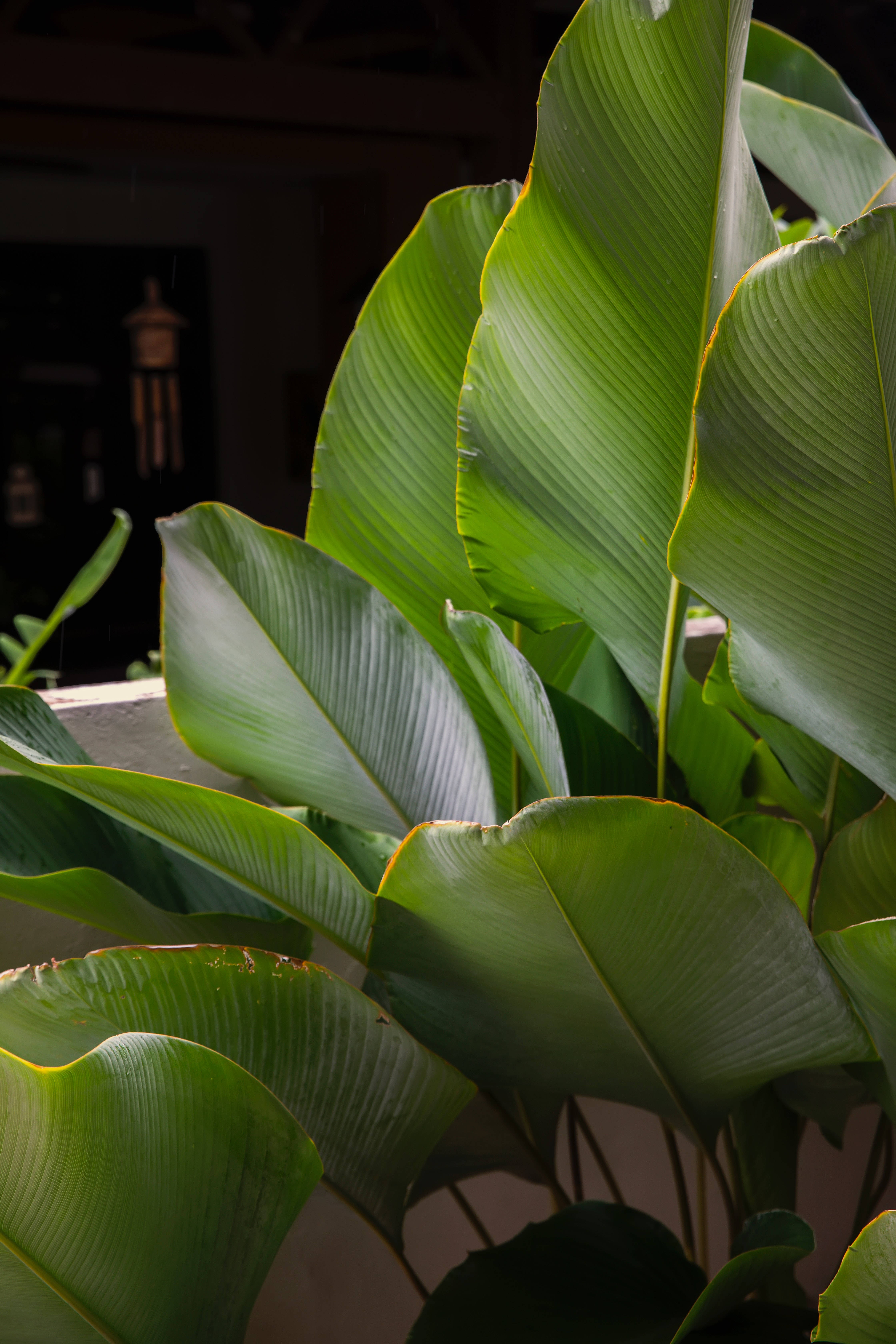 Calathea Lutea -kasvin estetiikka Taustakuvat