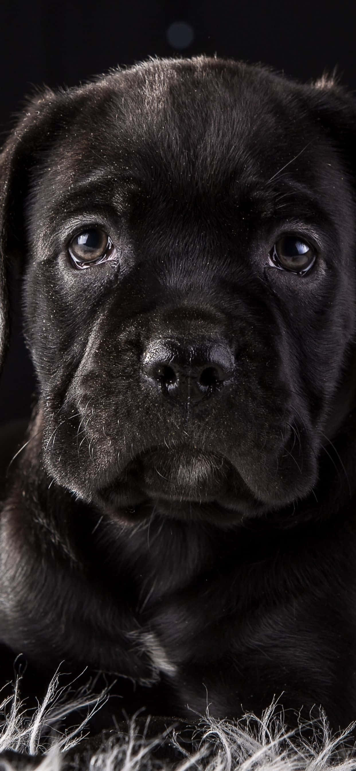 Cane Corso - Uskollinen ja Rakastava Rotu Taustakuvat