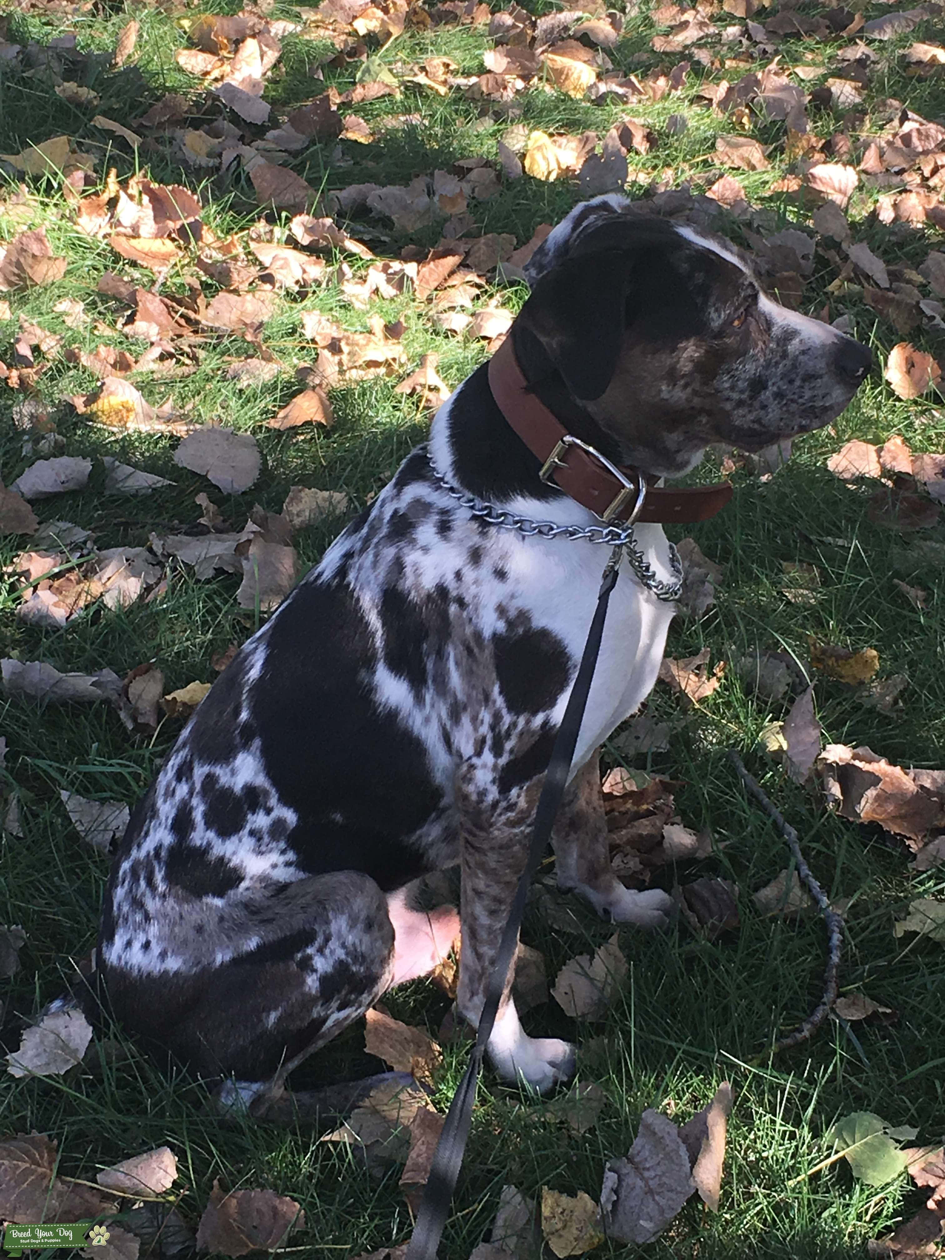 Catahoula-leopardikoira istuu auringossa Taustakuvat