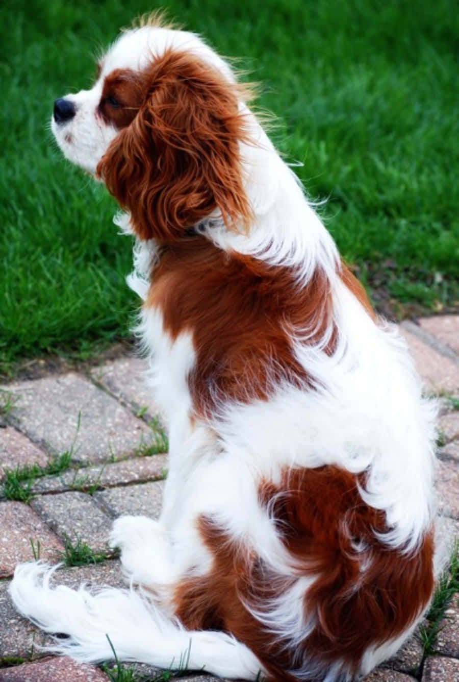 Cavalier King Charles Spaniel -kuva Taustakuvat