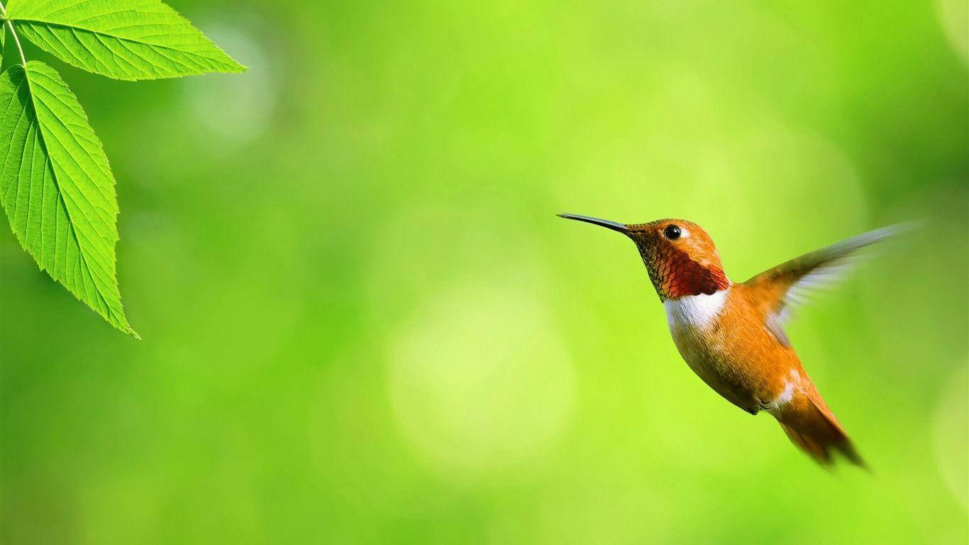 Colibri-hummingbird söpö työpöytä Taustakuvat