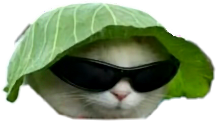 Cool kissa lehtihattu ja aurinkolasit.PNG Taustakuvat