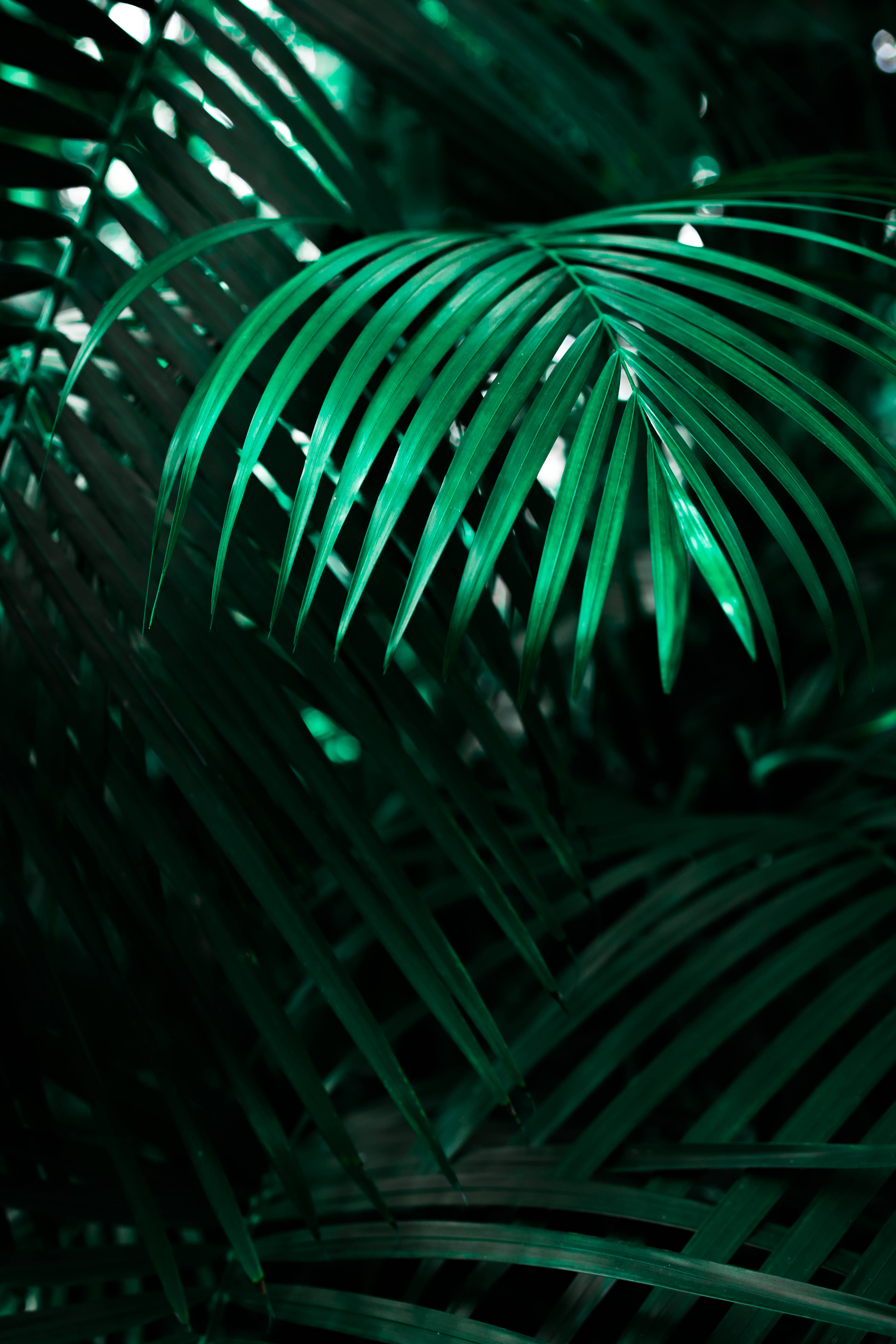 Cool Neon Wolf Lock Screen Wallpaper Taustakuvat