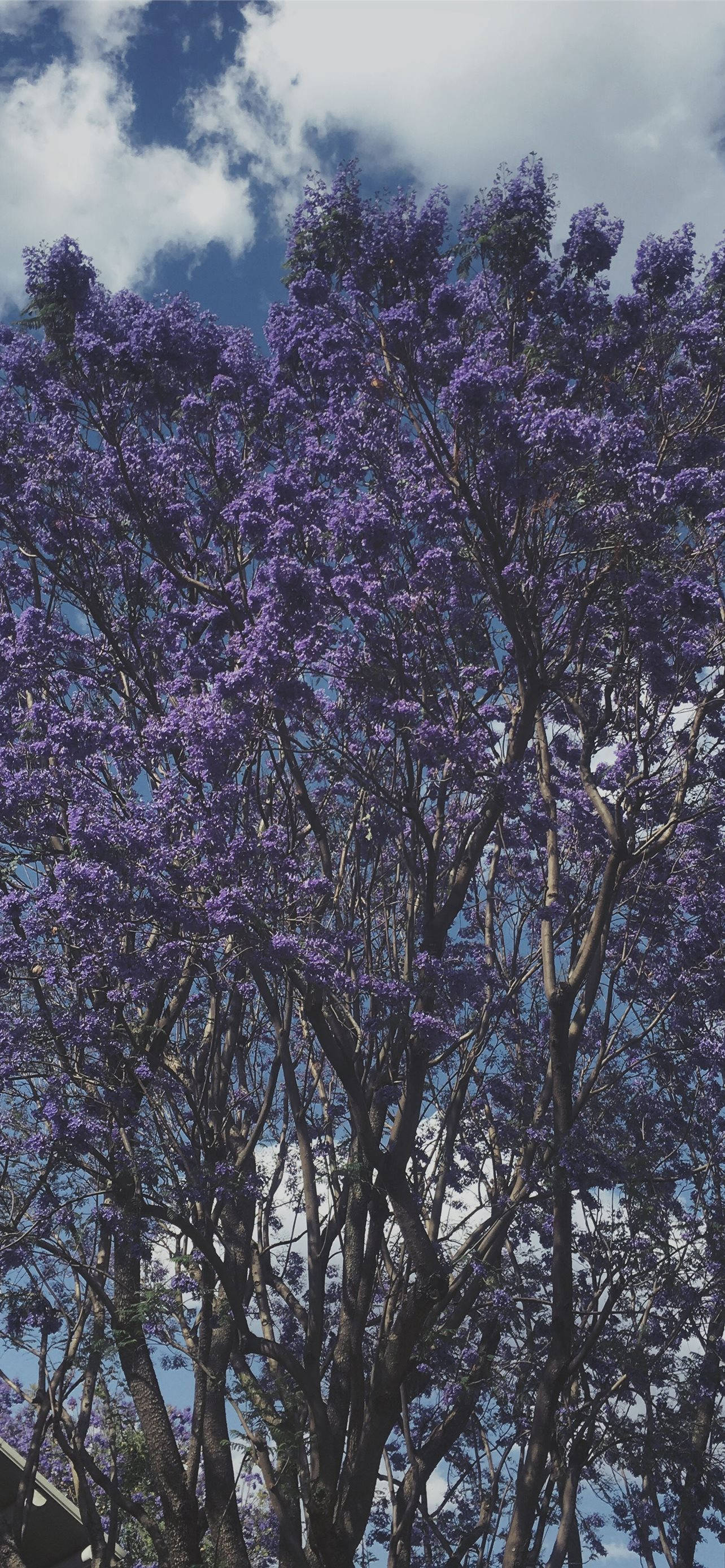 Cool Purple Tree Taustakuvat