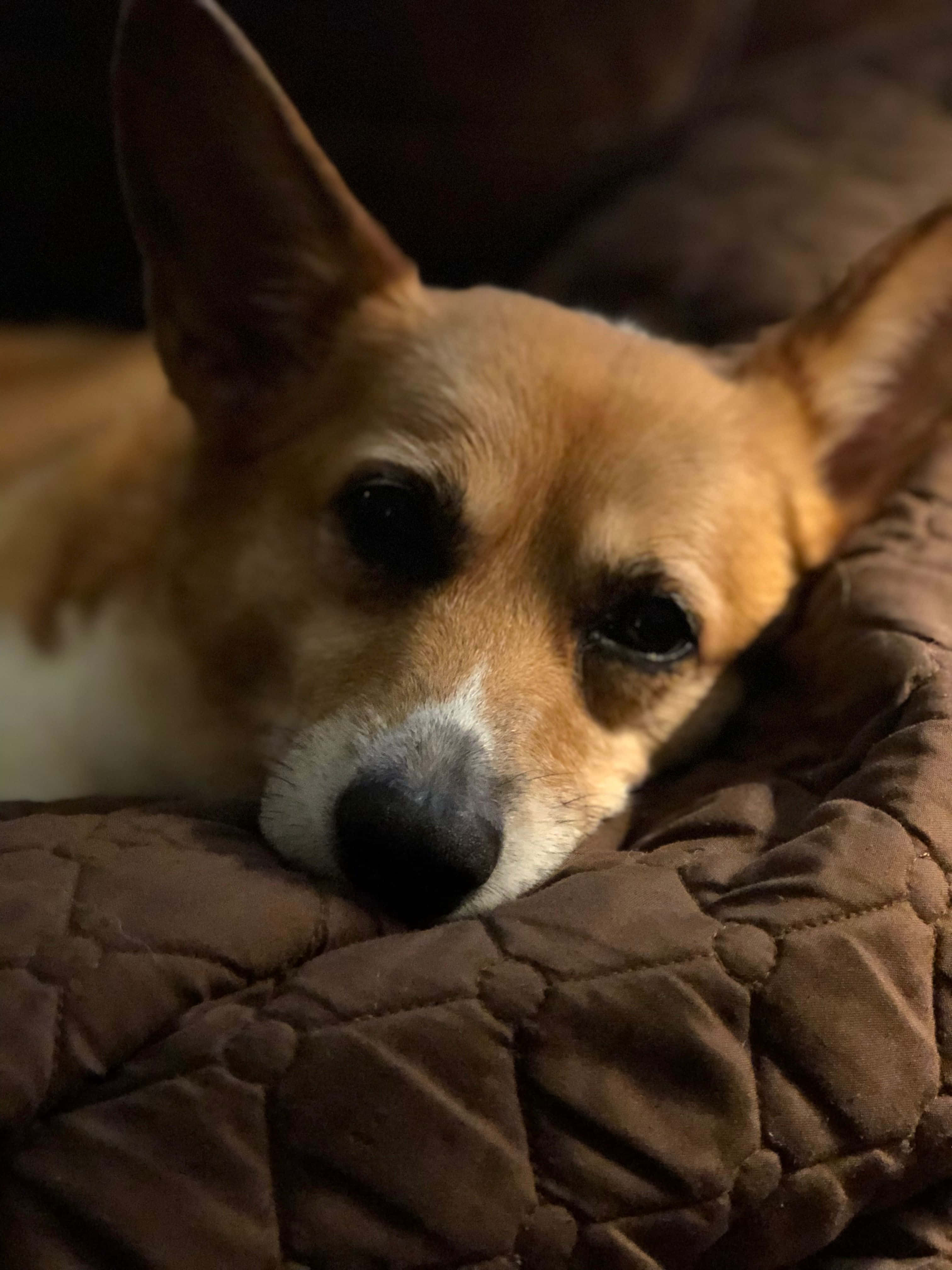 Corgi nauttimassa kesästä Taustakuvat