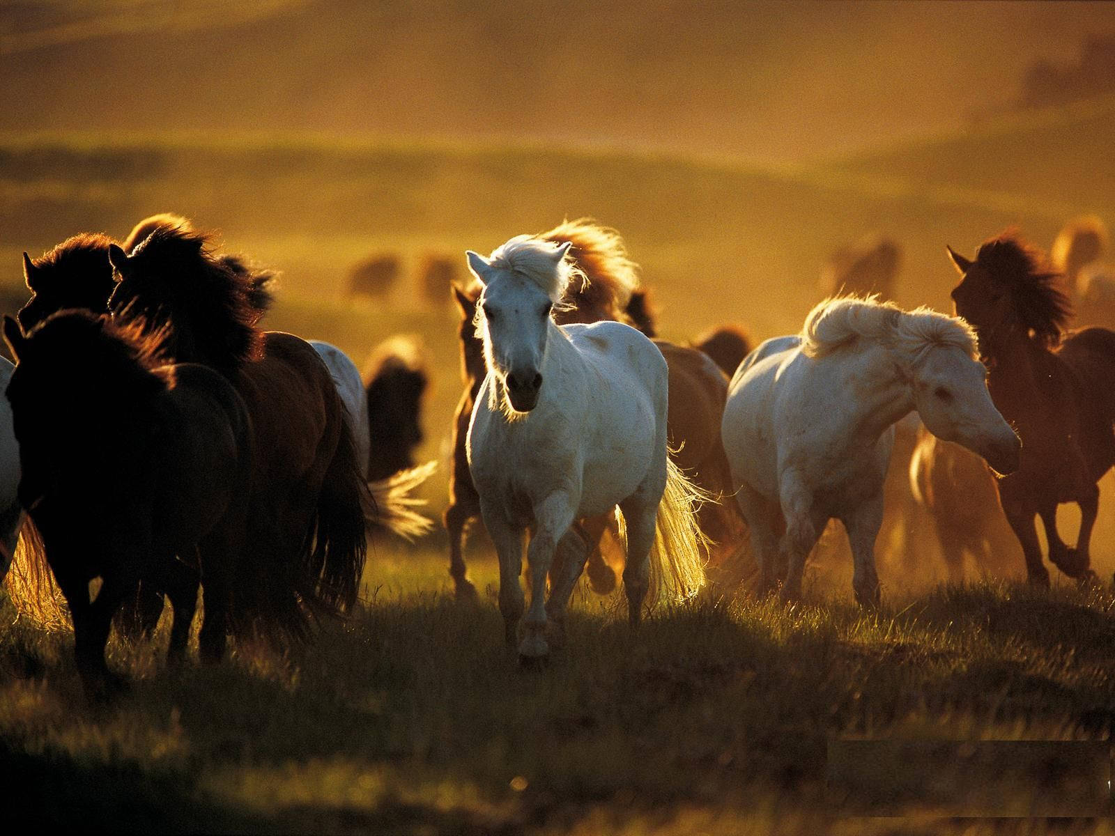Country Western - Monta Hevosta Taustakuvat