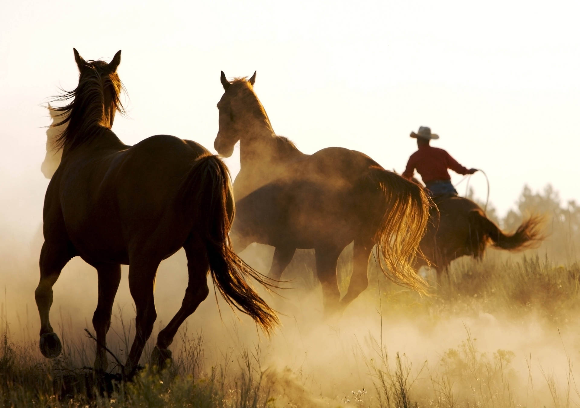 Hevoset laukkaamassa yhdessä cowboyn kanssa taustakuvaksi