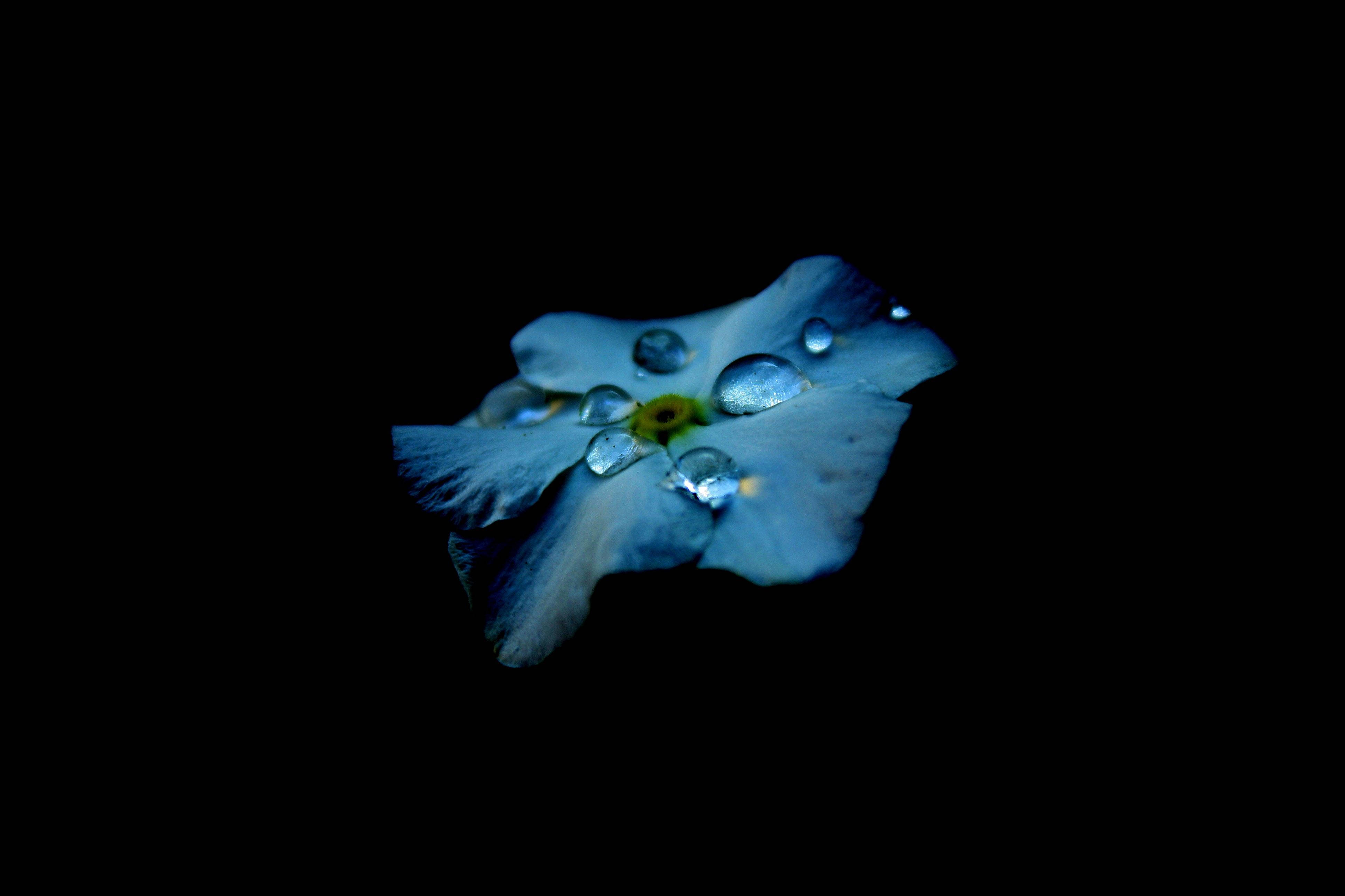 Elämän kauneus paljastettuna AMOLED-sinisten kukkapisaroiden kautta Taustakuvat