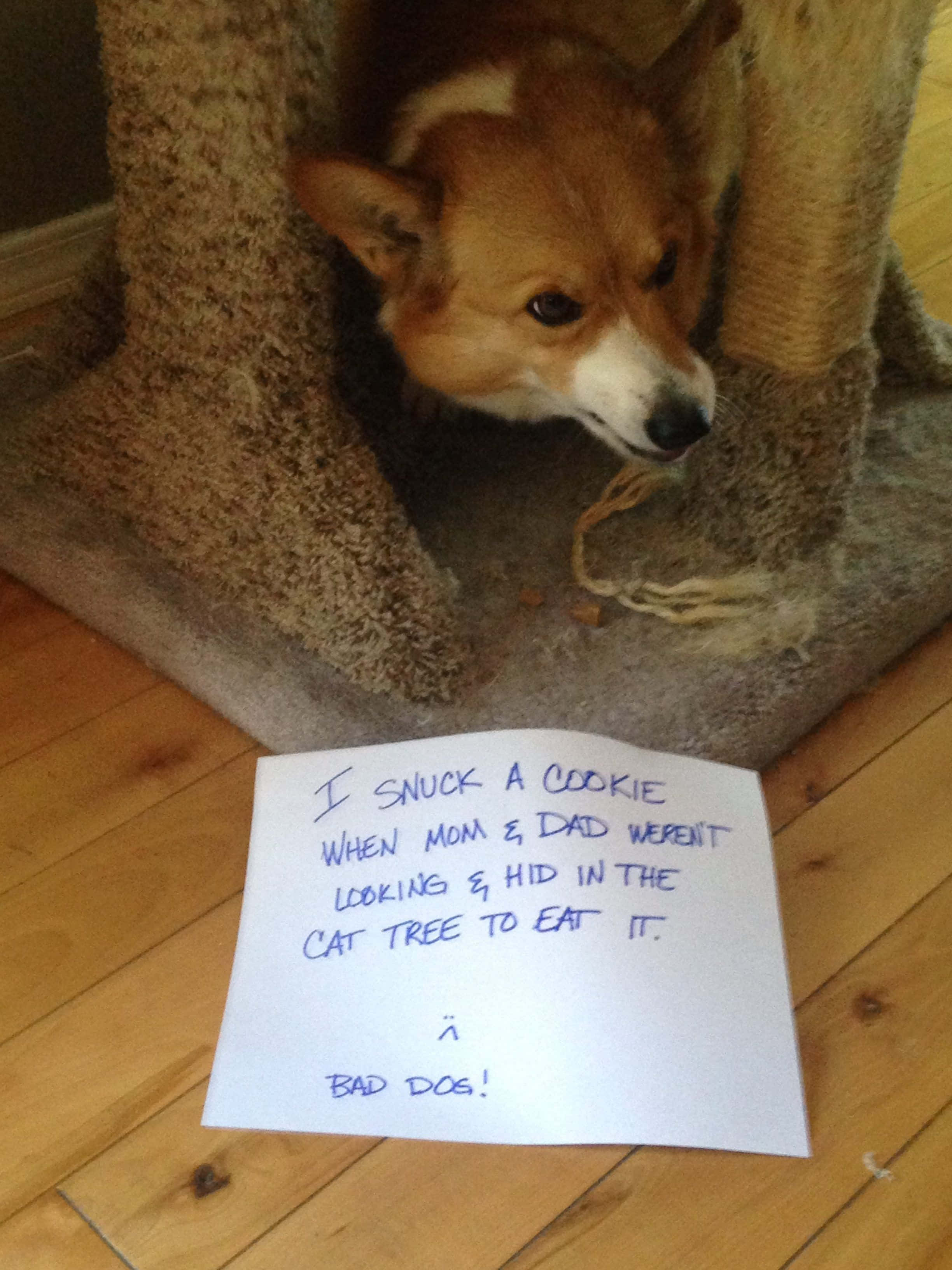 En voi lopettaa nauramista tälle hauskalle corgikuvalle! Taustakuvat