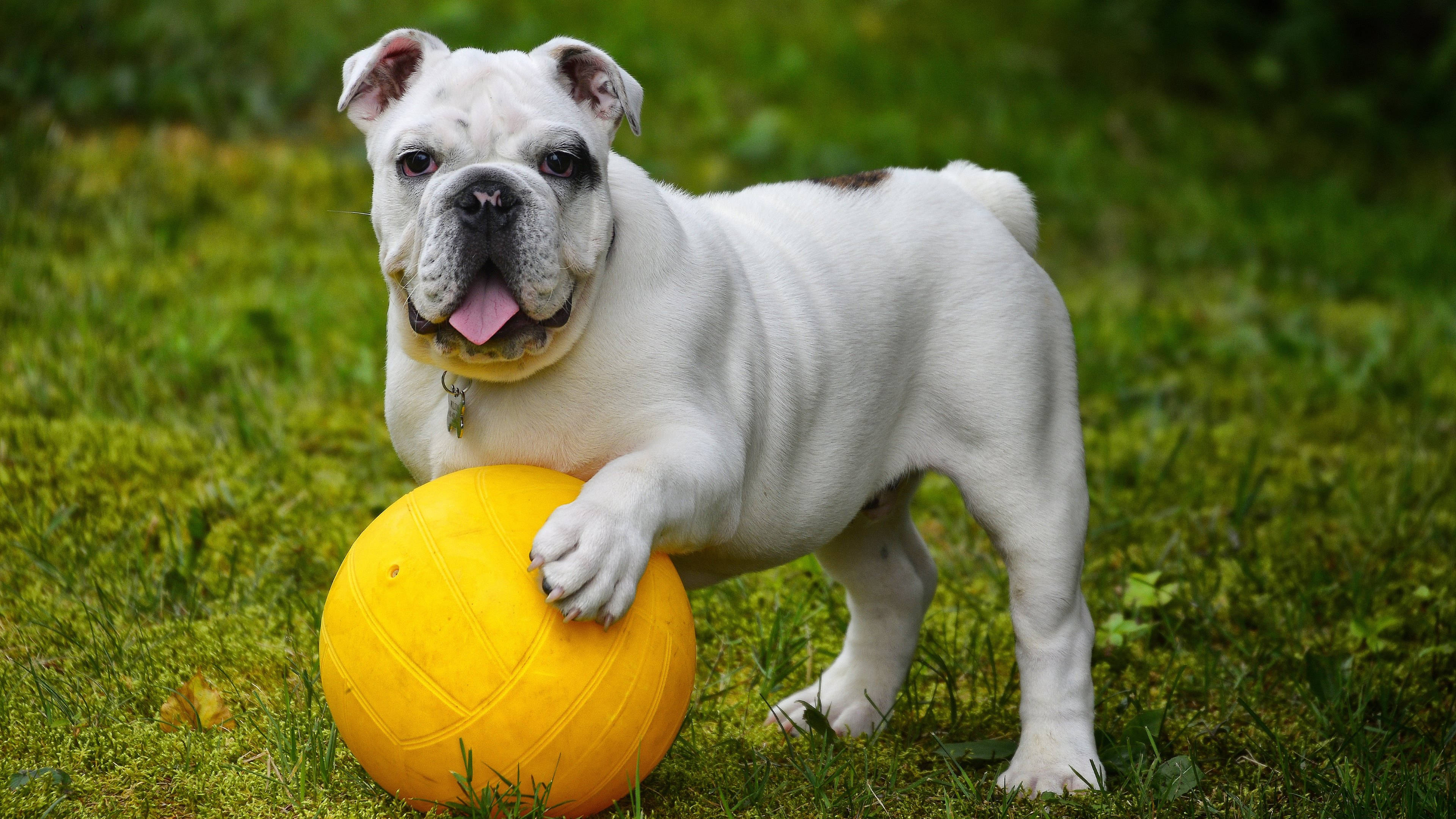 Englanninbulldoggi pallon kanssa Taustakuvat