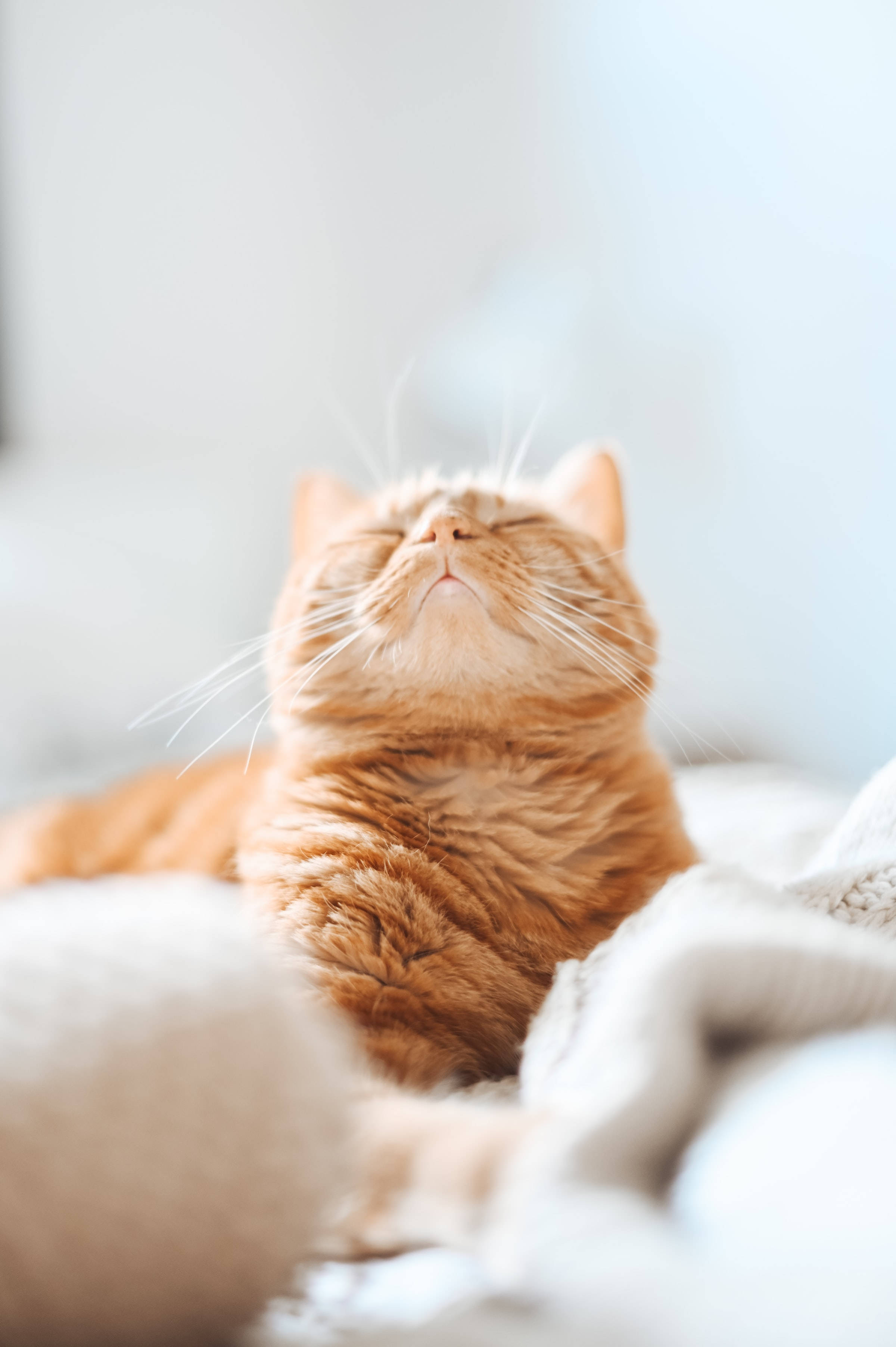 Esteettinen oranssi tabby-kissa profiilikuva Taustakuvat