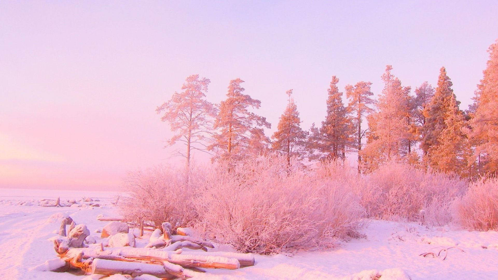 Esteettinen vaaleanpunainen metsä Taustakuvat