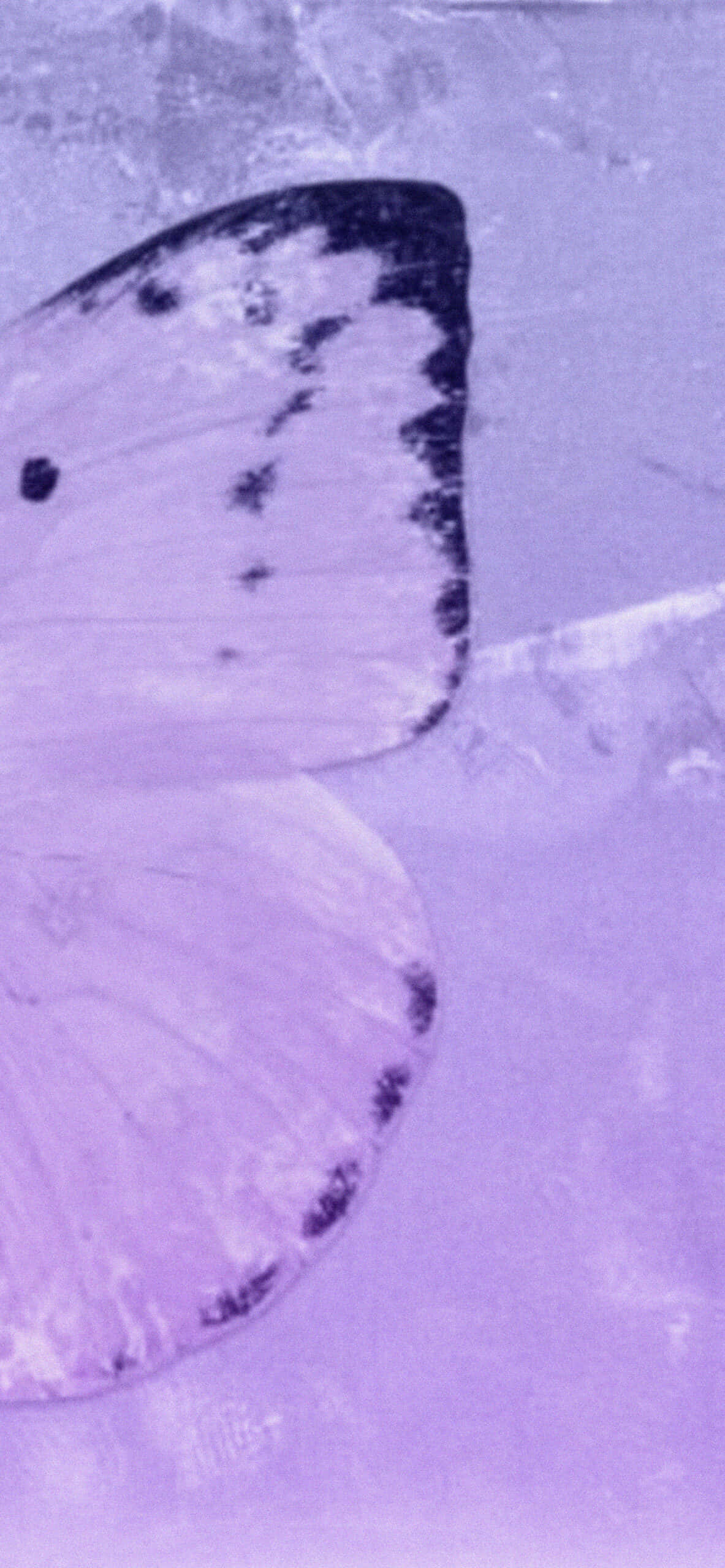 Esteettinen Violetti Perhosen Siivet Kuva Taustakuvat