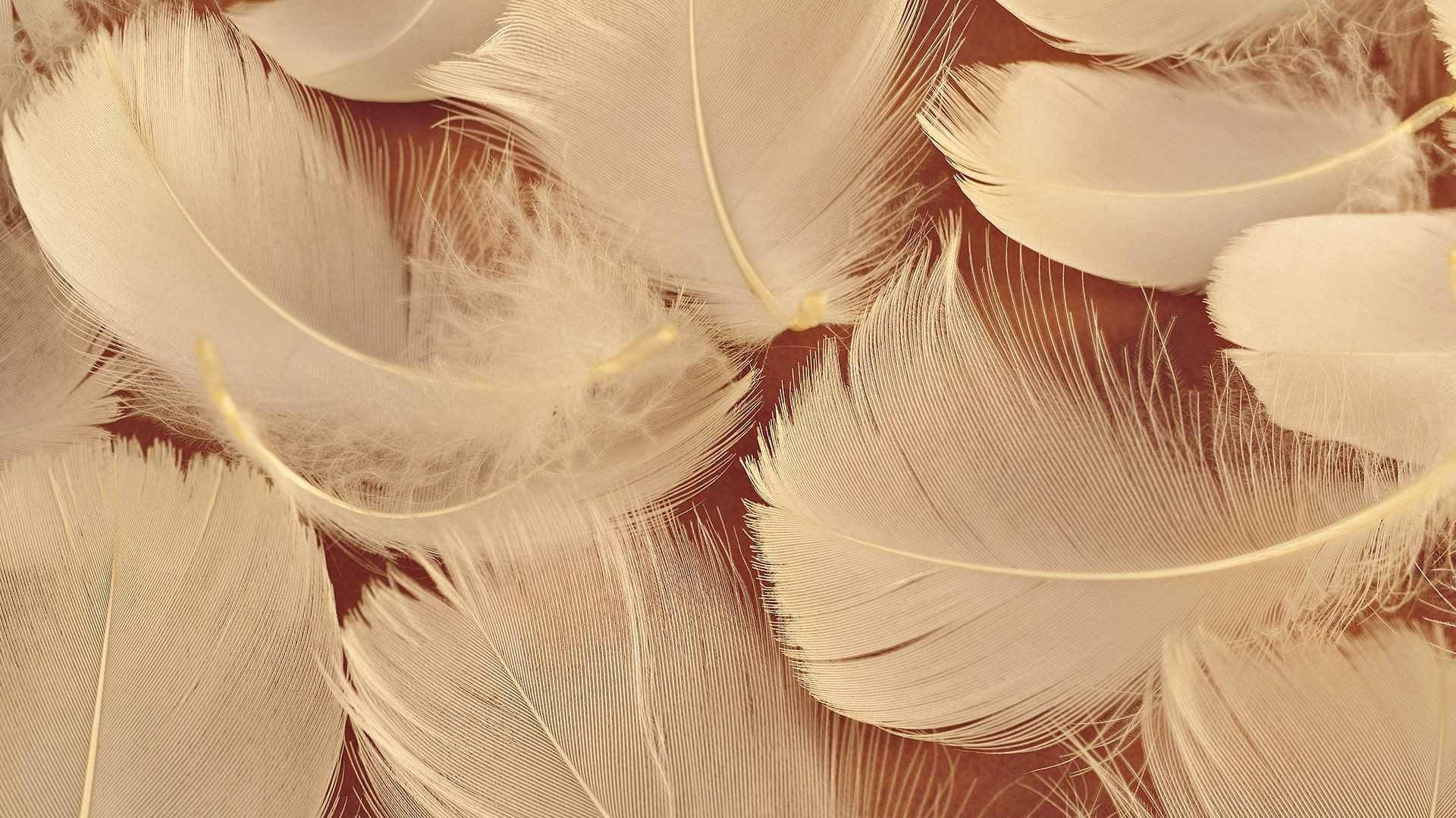 Esteettiset ruskeat linnunhöyhenet Taustakuvat
