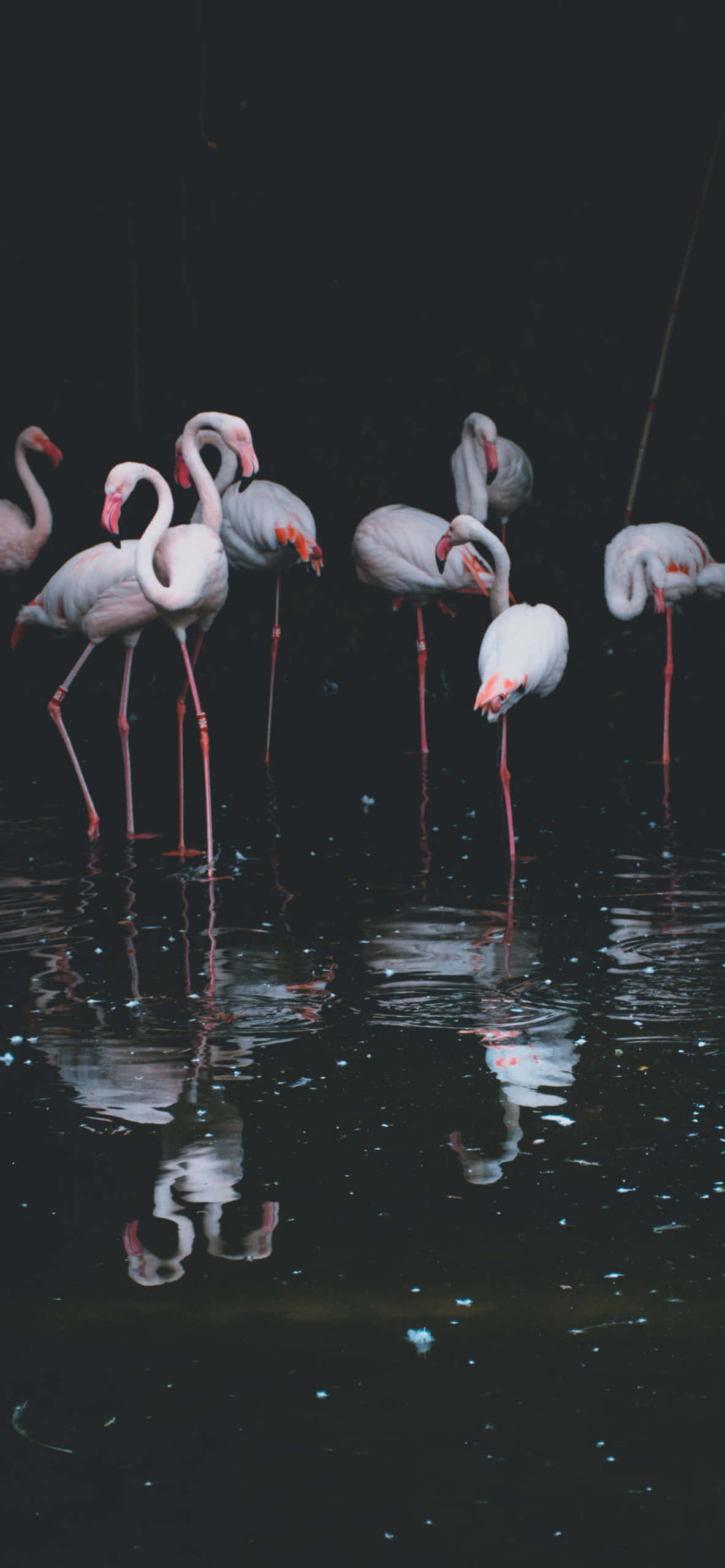 “Flamingo lähdössä lentoon” Taustakuvat