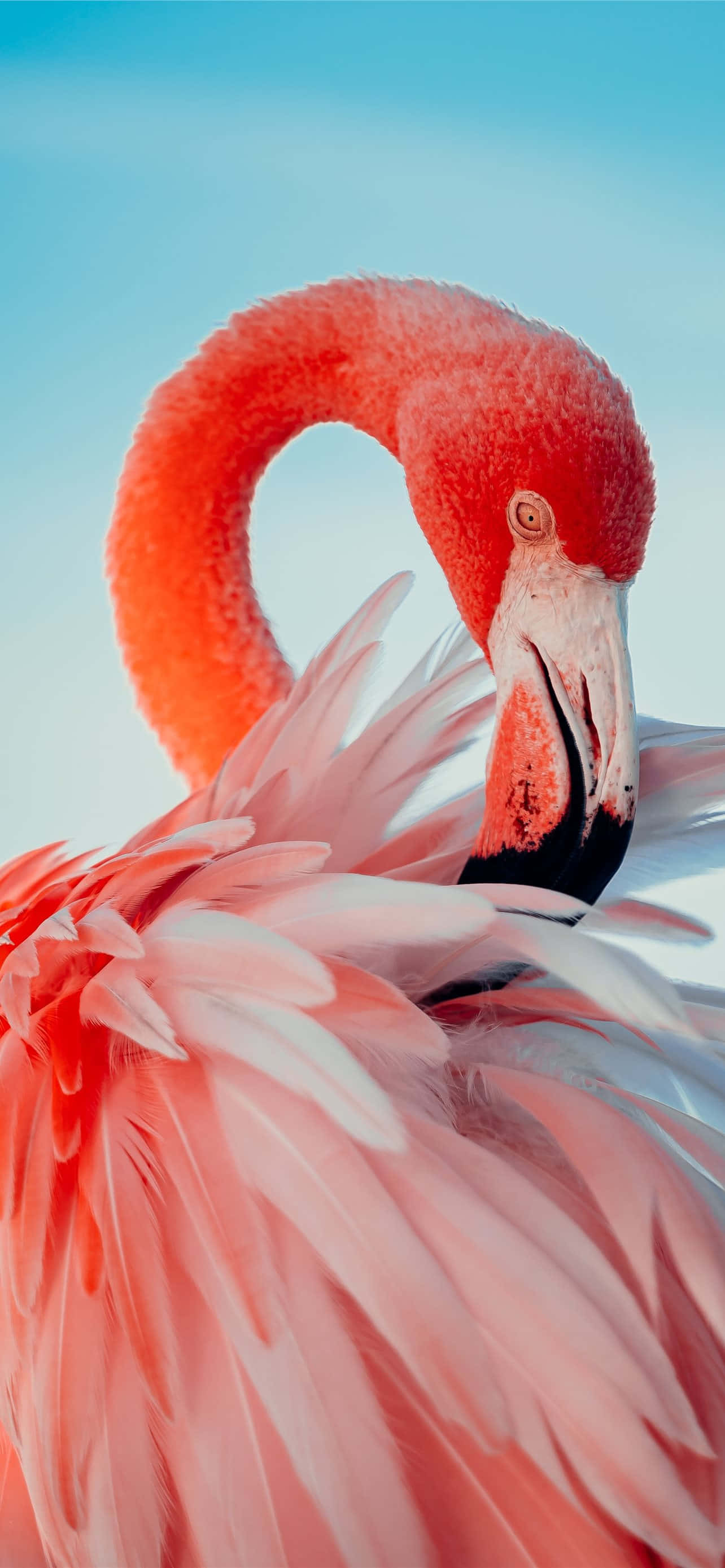 Flamingo vehreässä viidakossa - täydellinen iPhonen taustakuva Taustakuvat